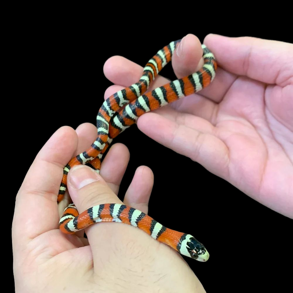 Couleuvre royale des montagnes de l'Arizona