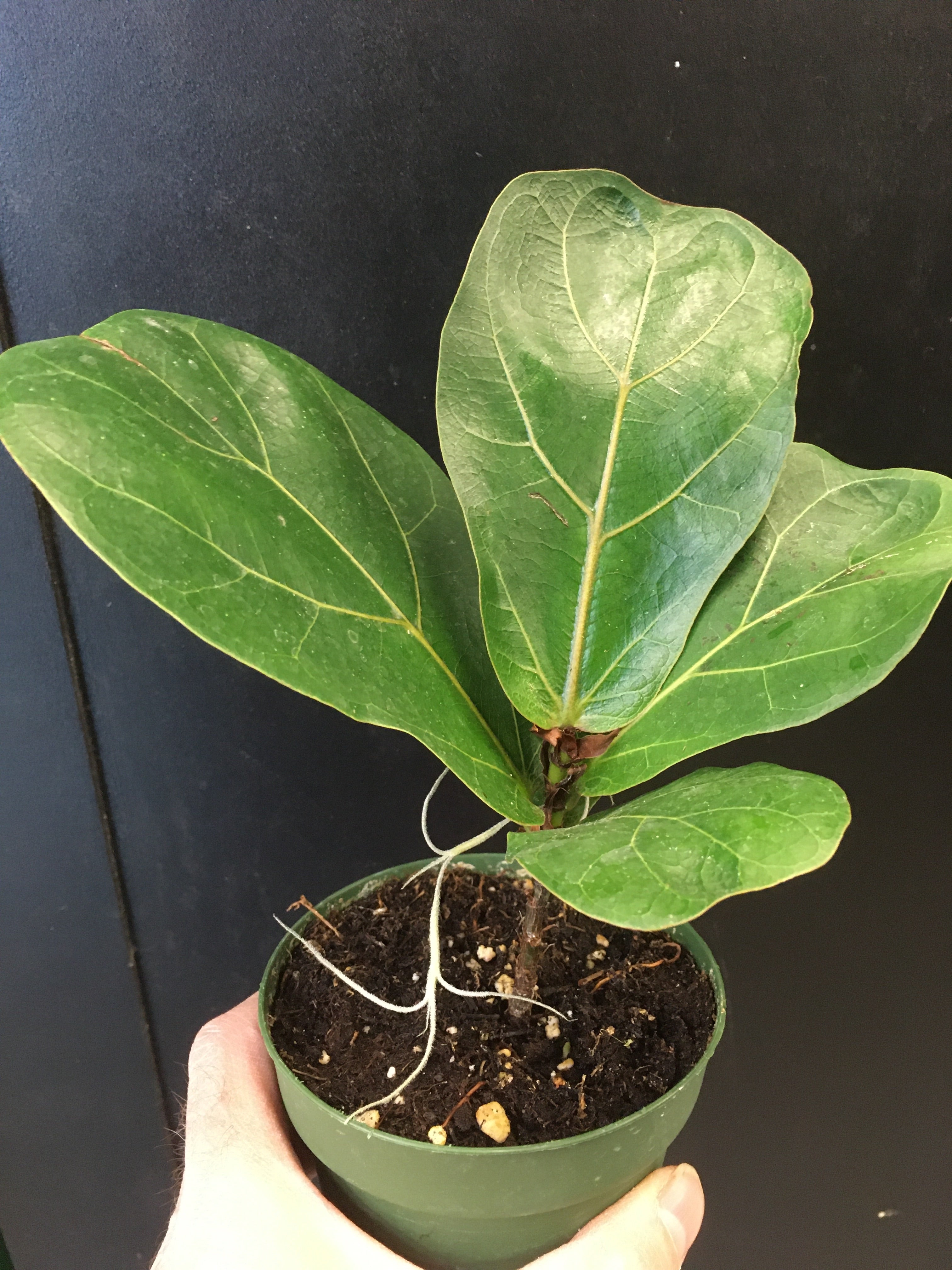 Ficus lyrata