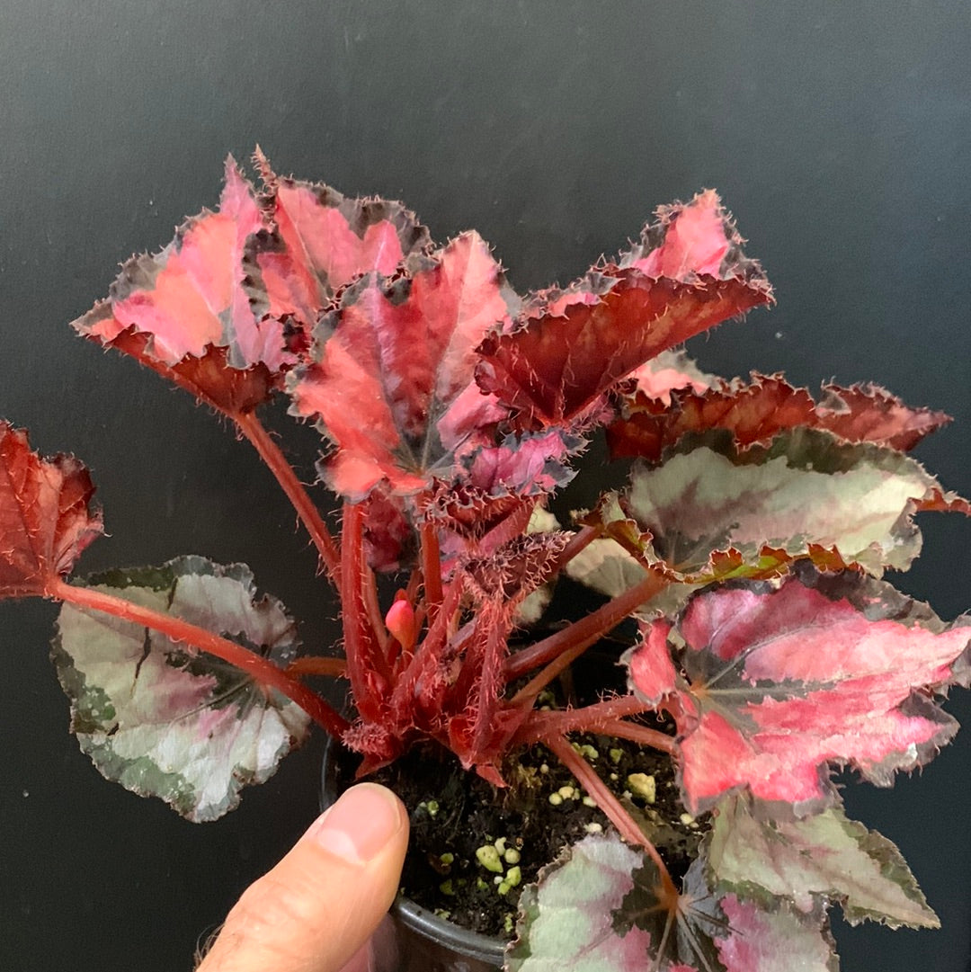 Bégonia Rex Red Robin