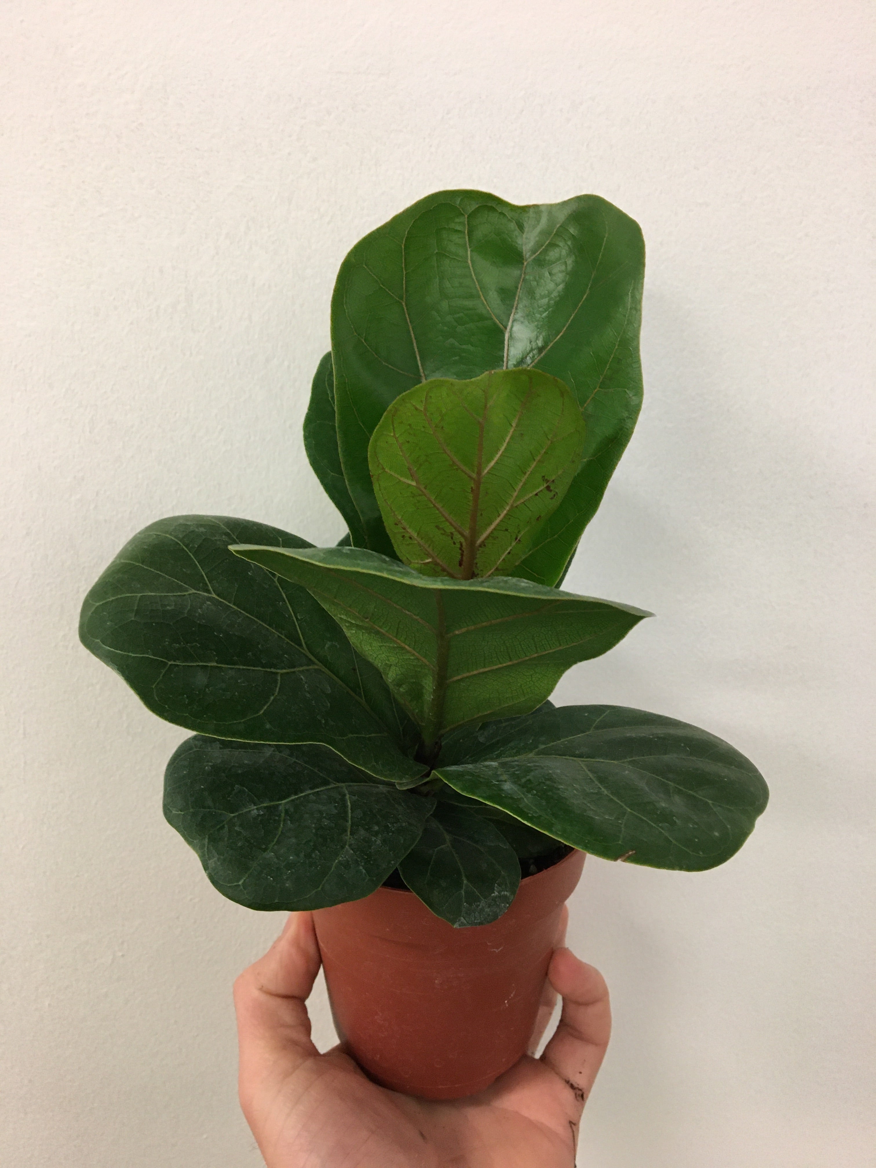 fiddle leaf fig compacta Ficus lyrata 'Compacta'