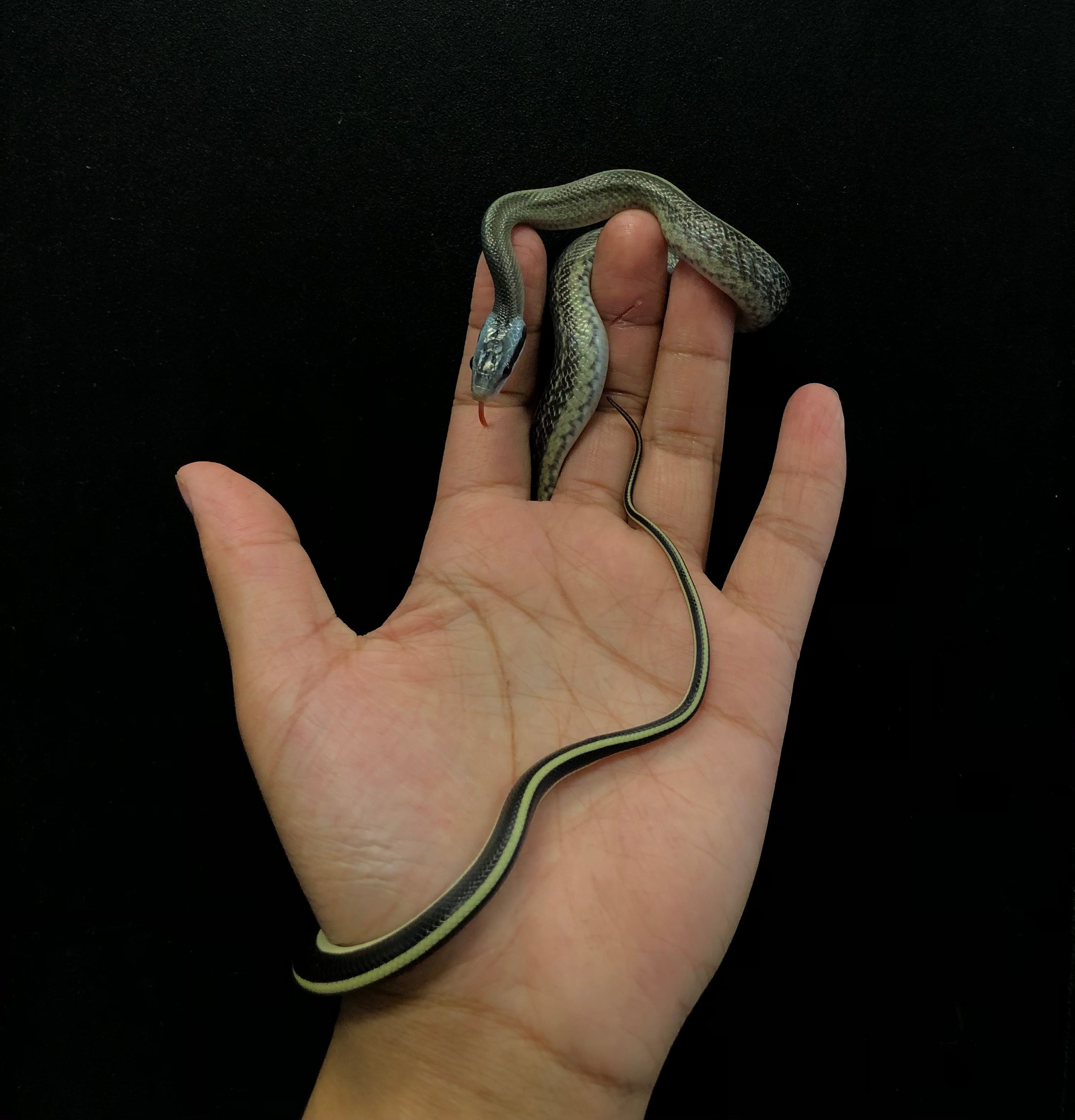 Serpent ratier des cavernes