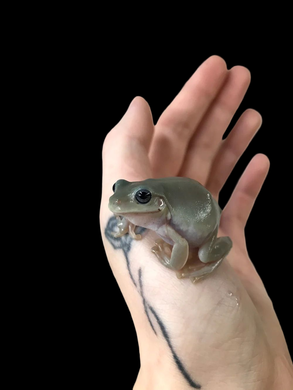 Whites Tree Frog (Honey)