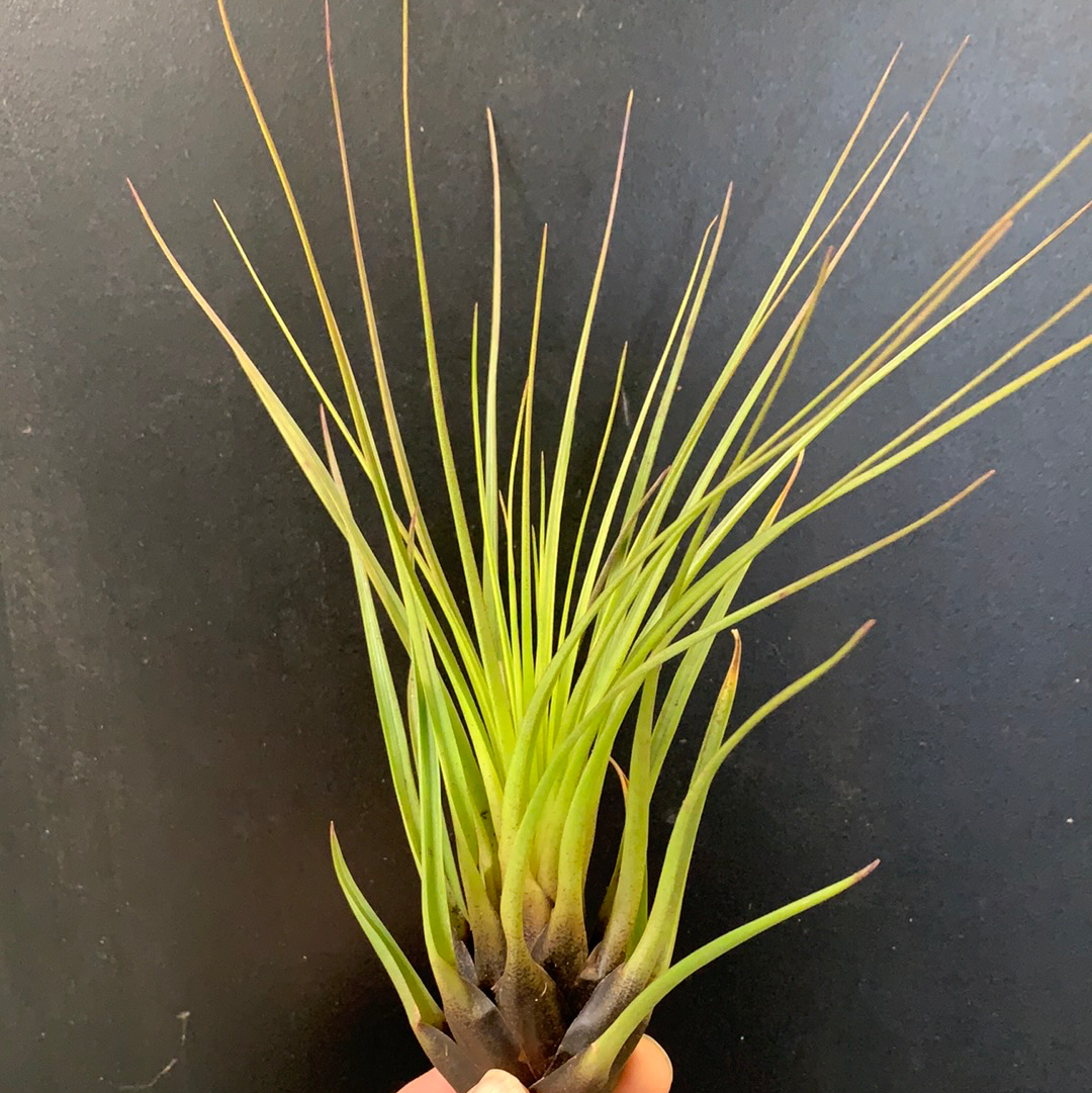 Tillandsia melanocrater