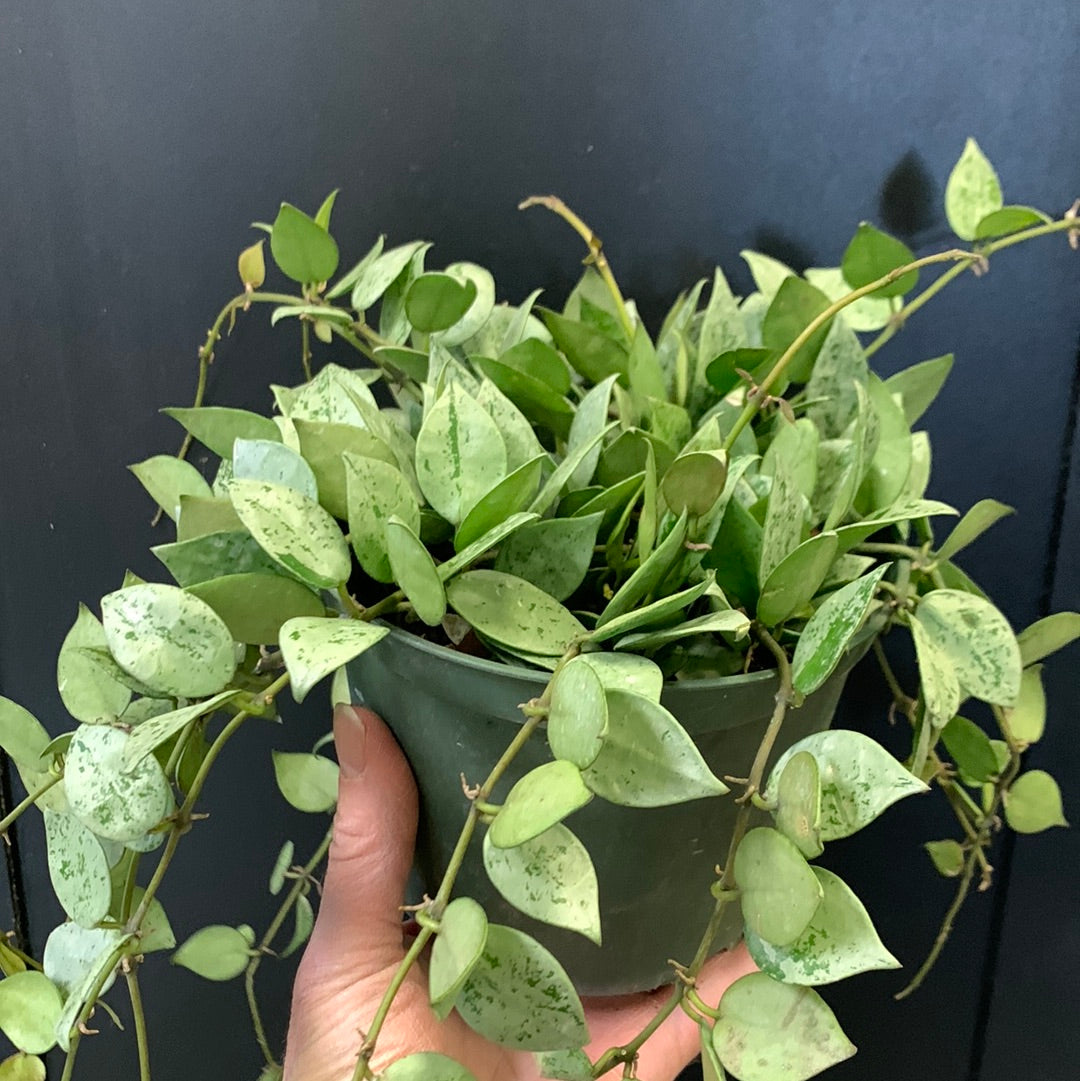 Hoya lacunosa Silver