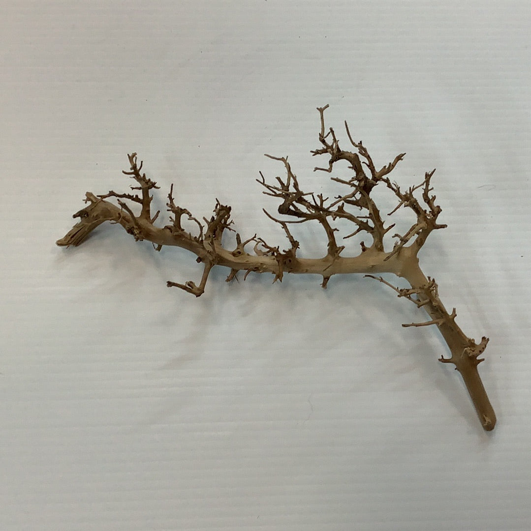 Underwater Treasures Bird’s Nest Wood