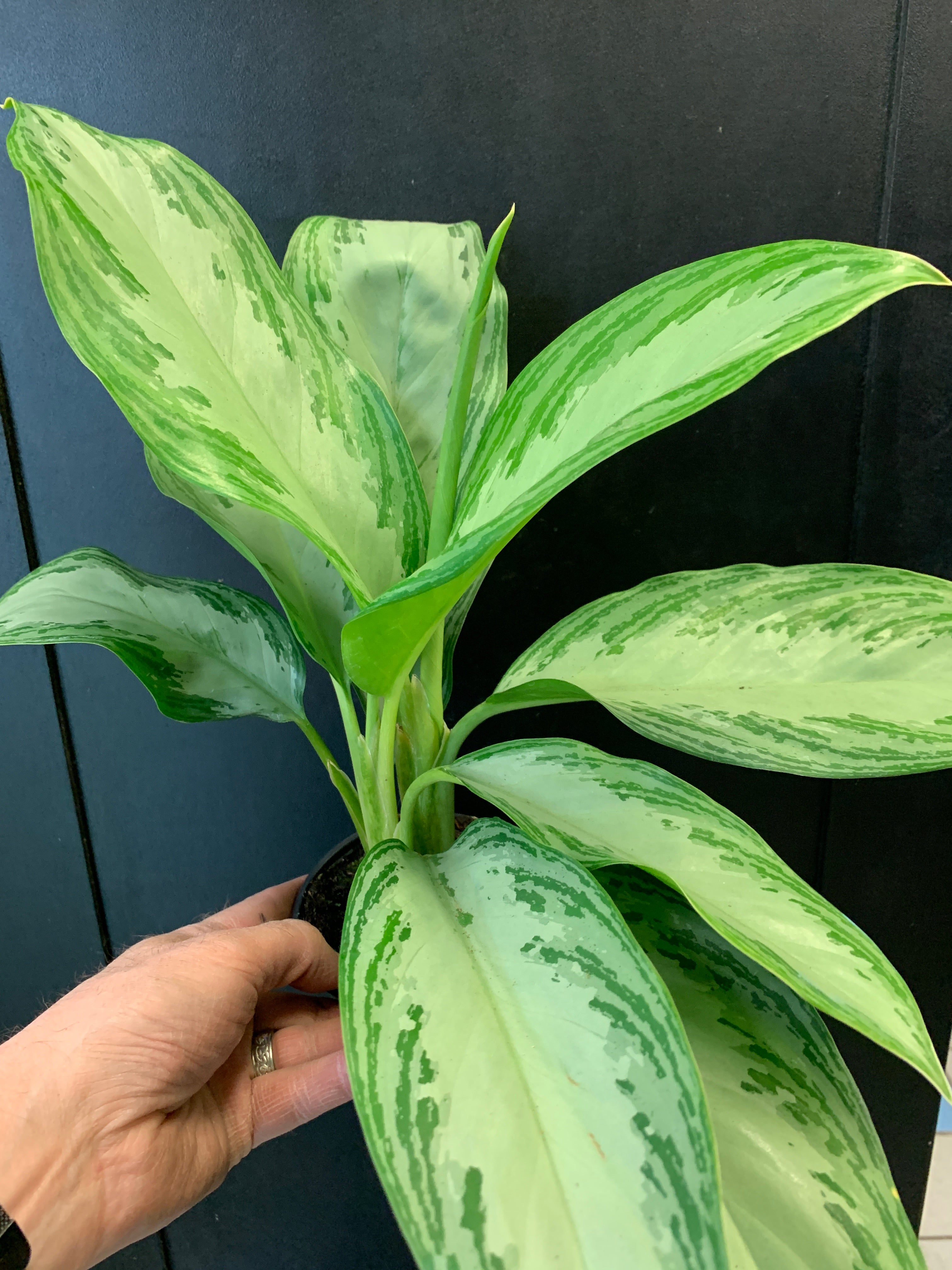 Aglaonema Silver Bay