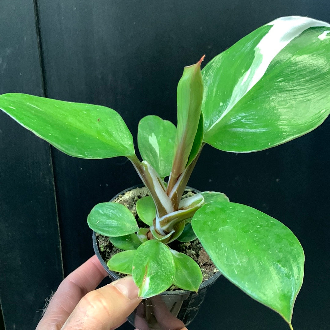 Philodendron Chevalier blanc