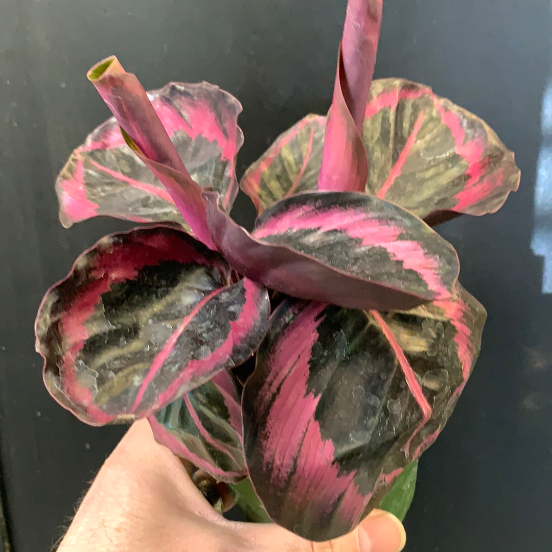 Calathea Red Rojo
