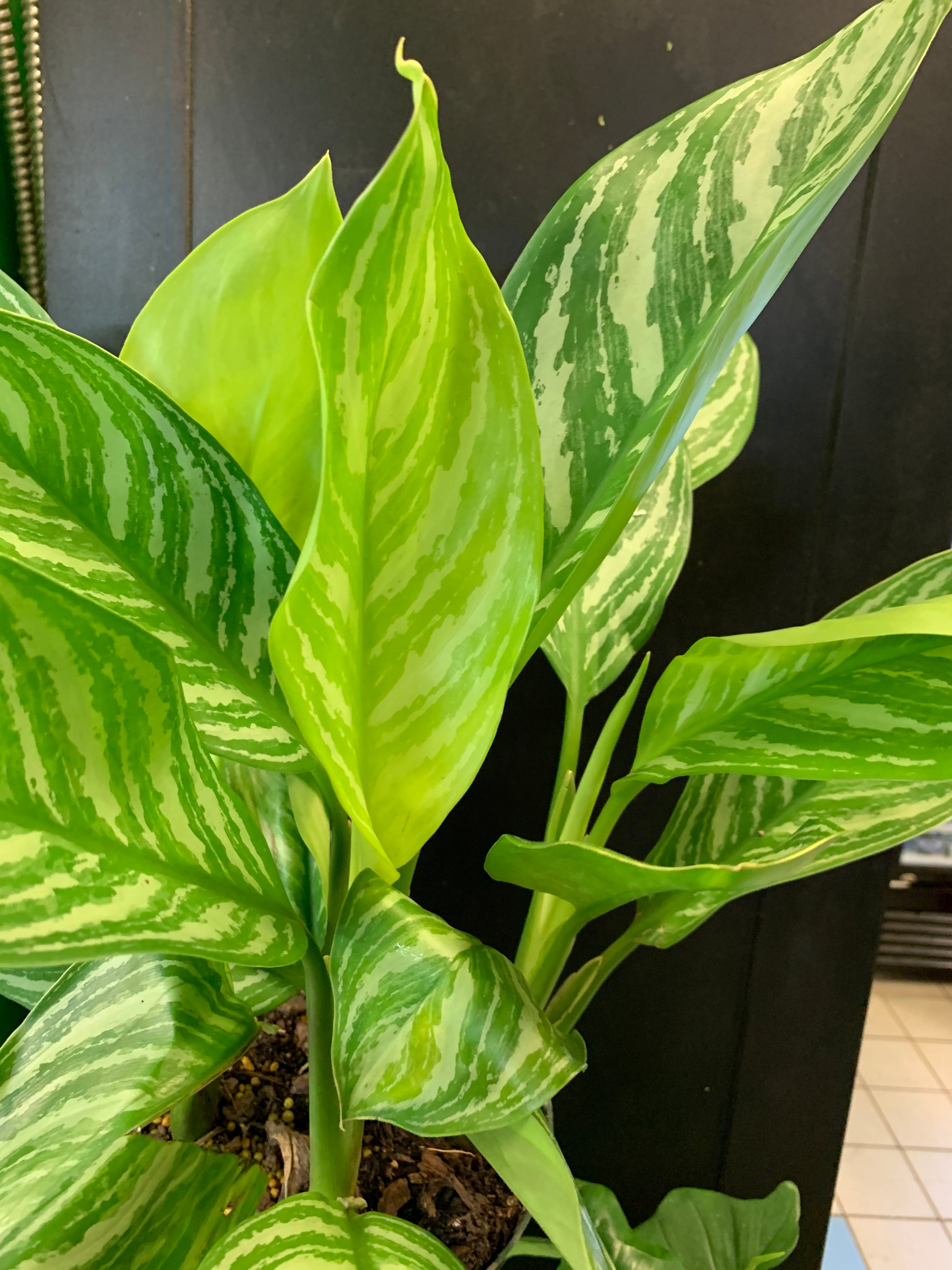 Rayures d'Aglaonema