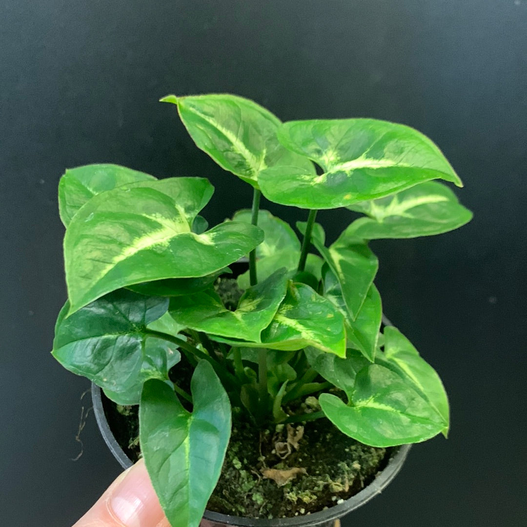 Syngonium Pixie