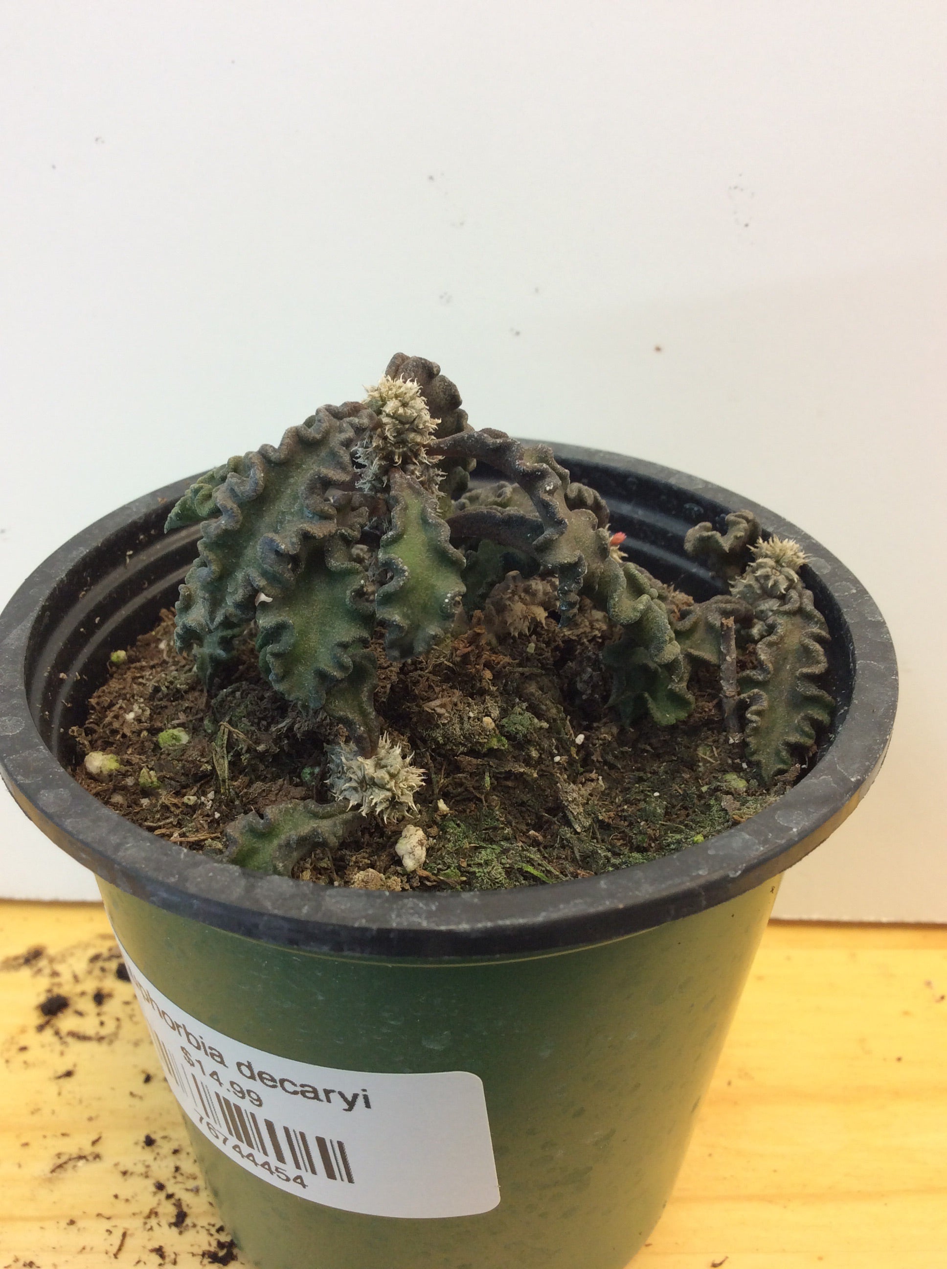 Euphorbia decaryi