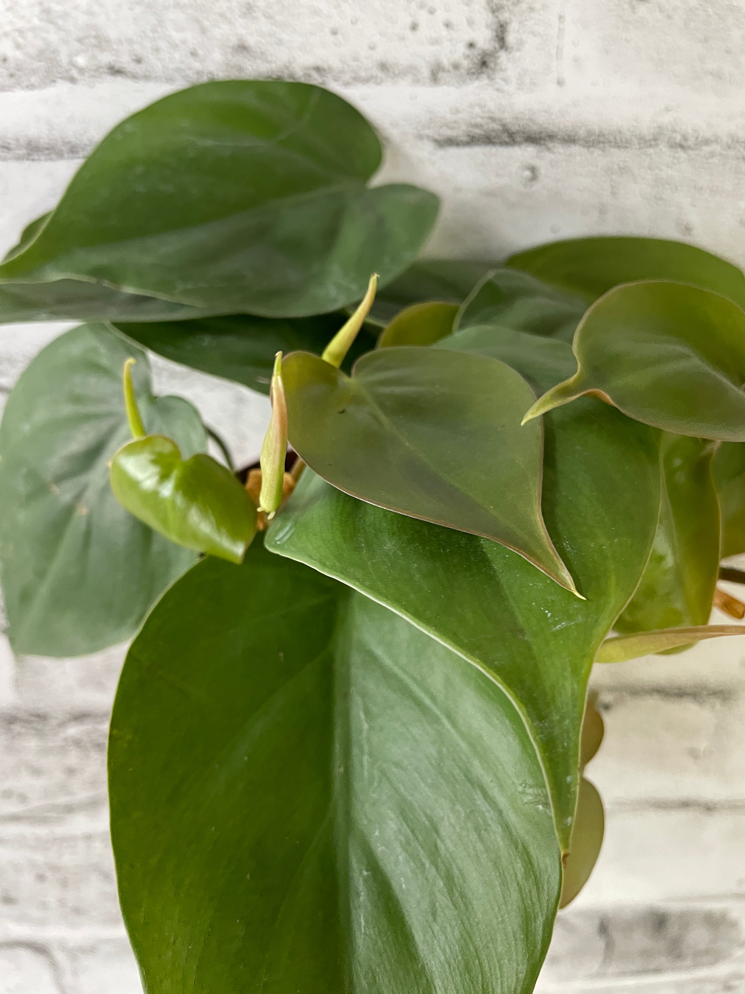 Philodendron scandens