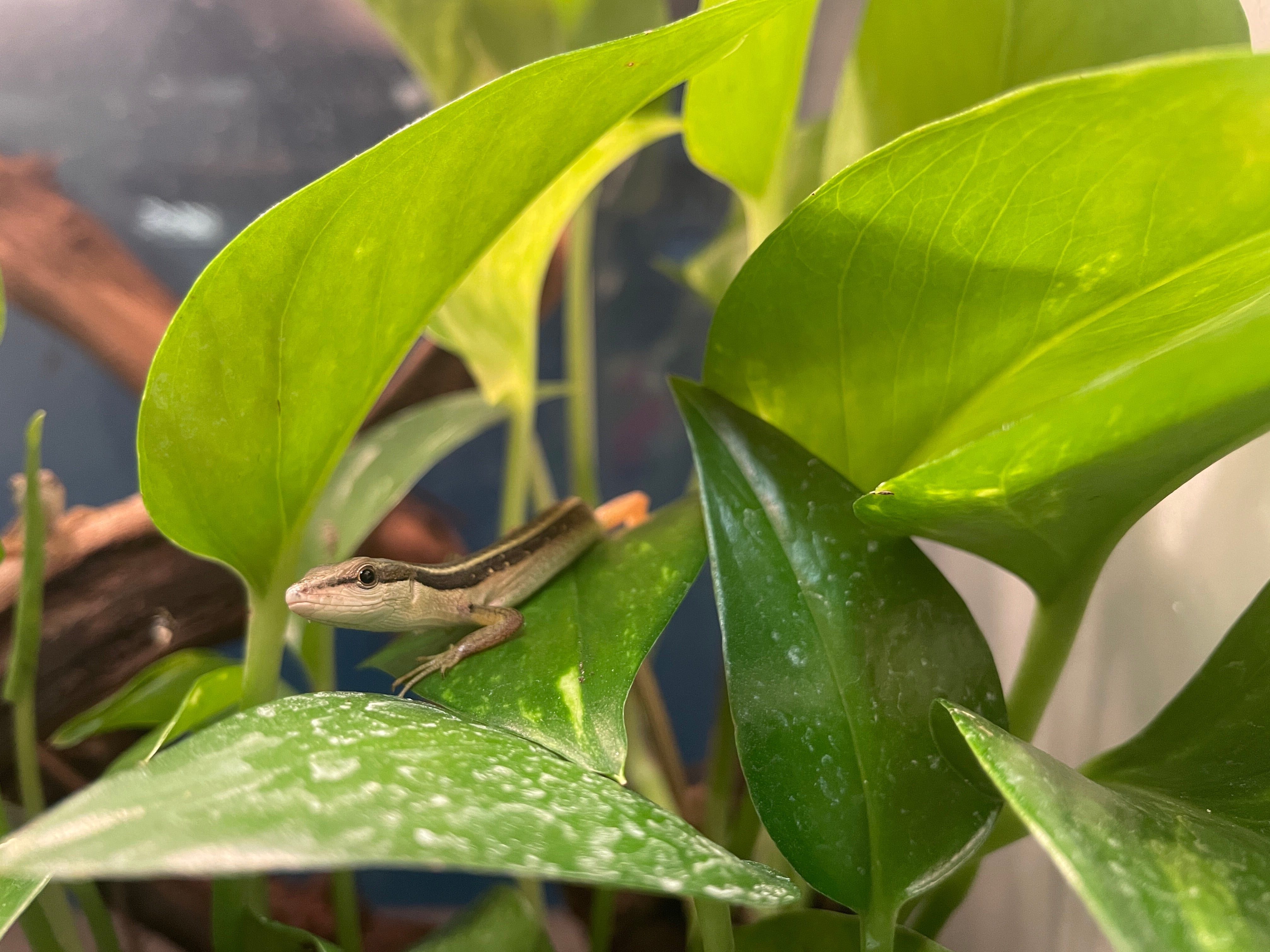 Lézard des herbes à longue queue