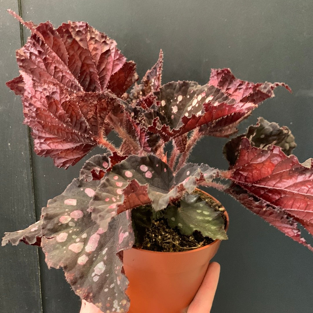 Begonia Rex Black Sky