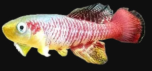 Nothobranchius guentheri 'Gold'