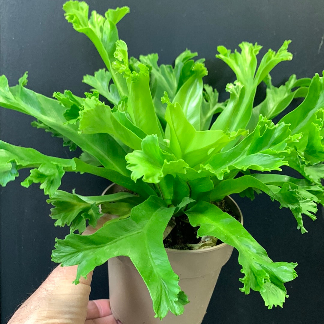 Fougère nid d'oiseau Leslie