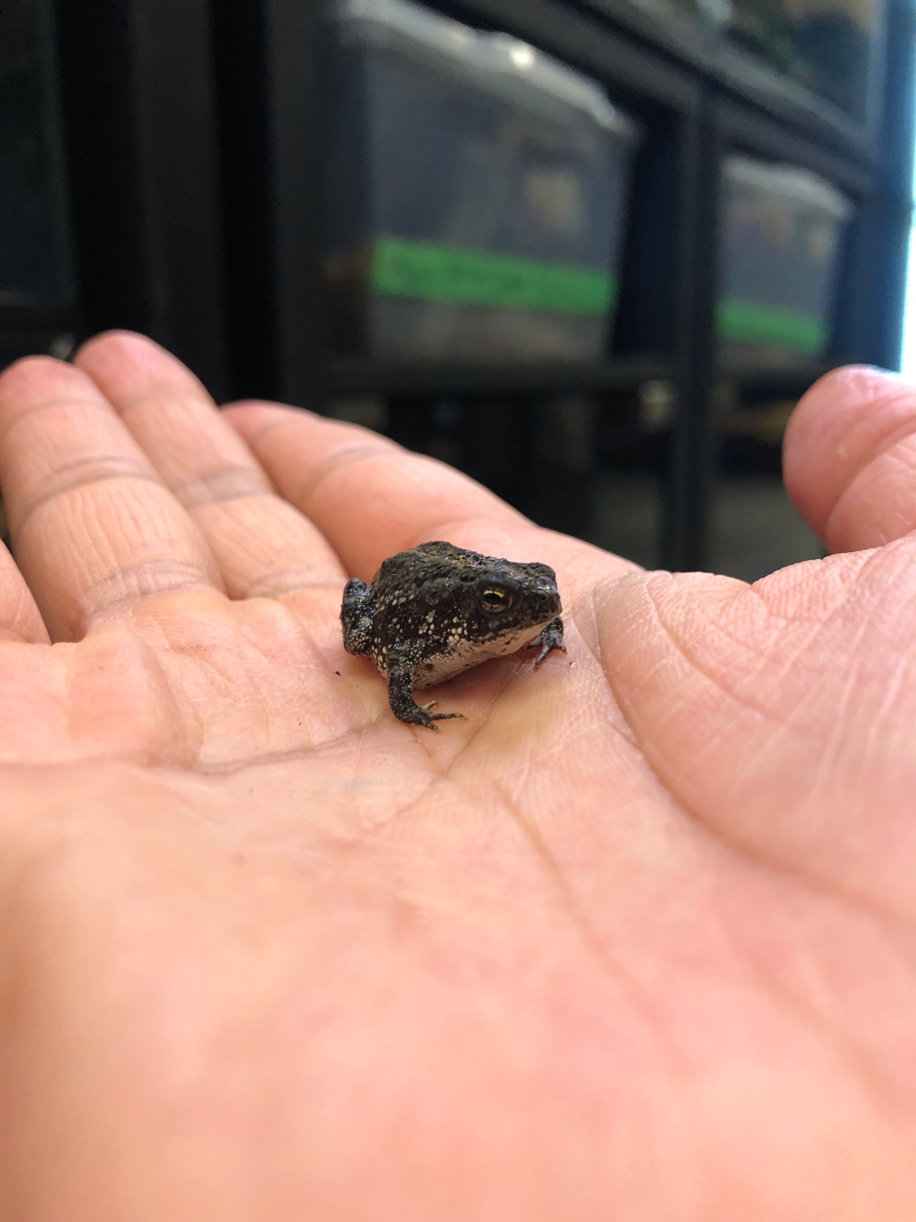 Oak Toad (Anaxyrus quercicus)