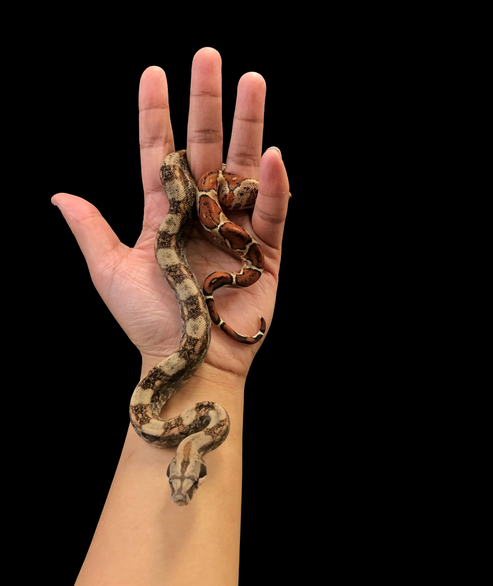 B.CI (Hypo Nicaraguayen)