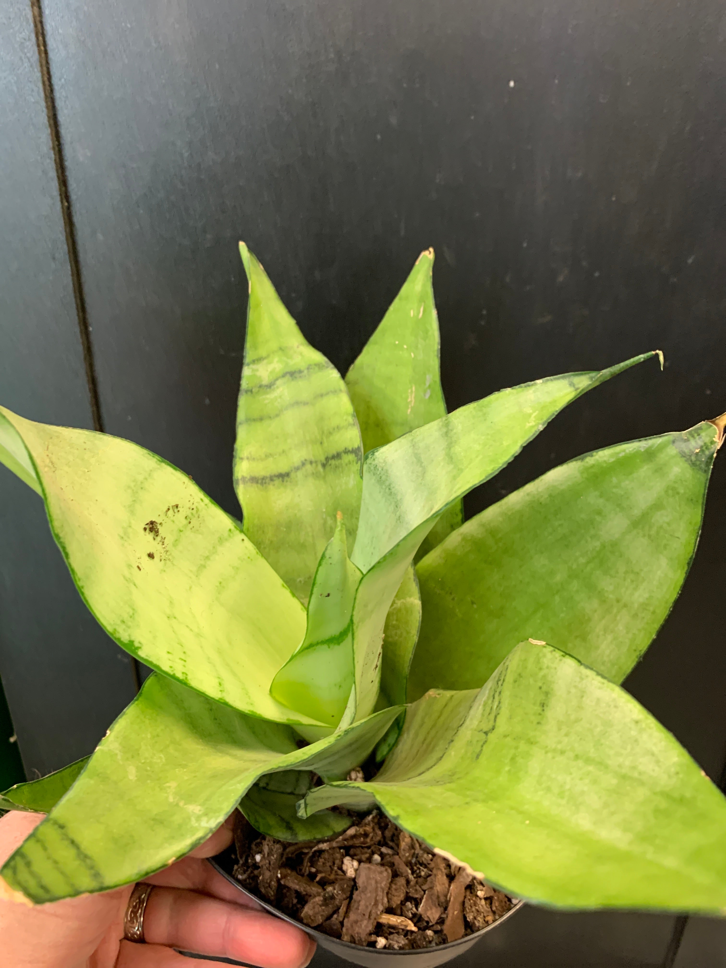 Sansevieria 'Moonshine'