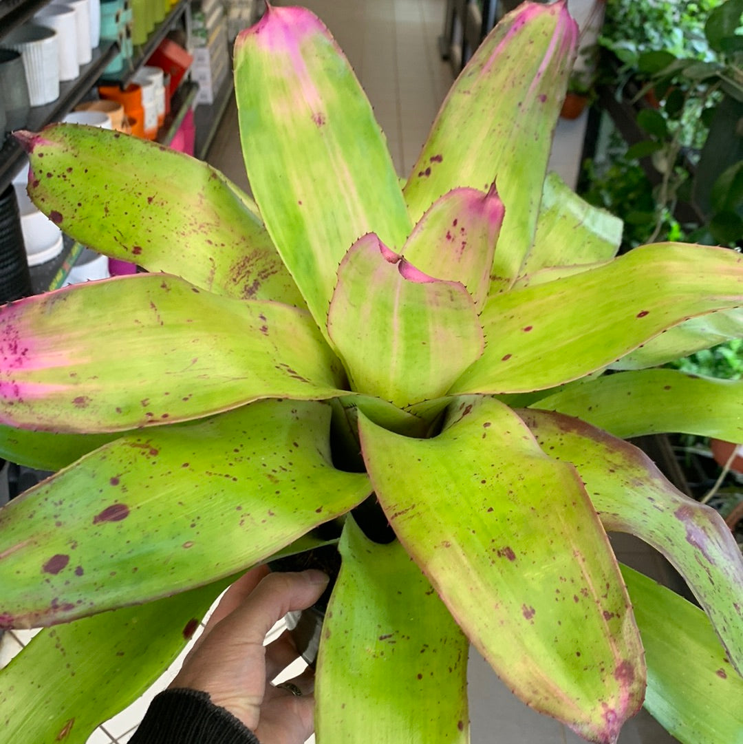 Neoregelia Sibella