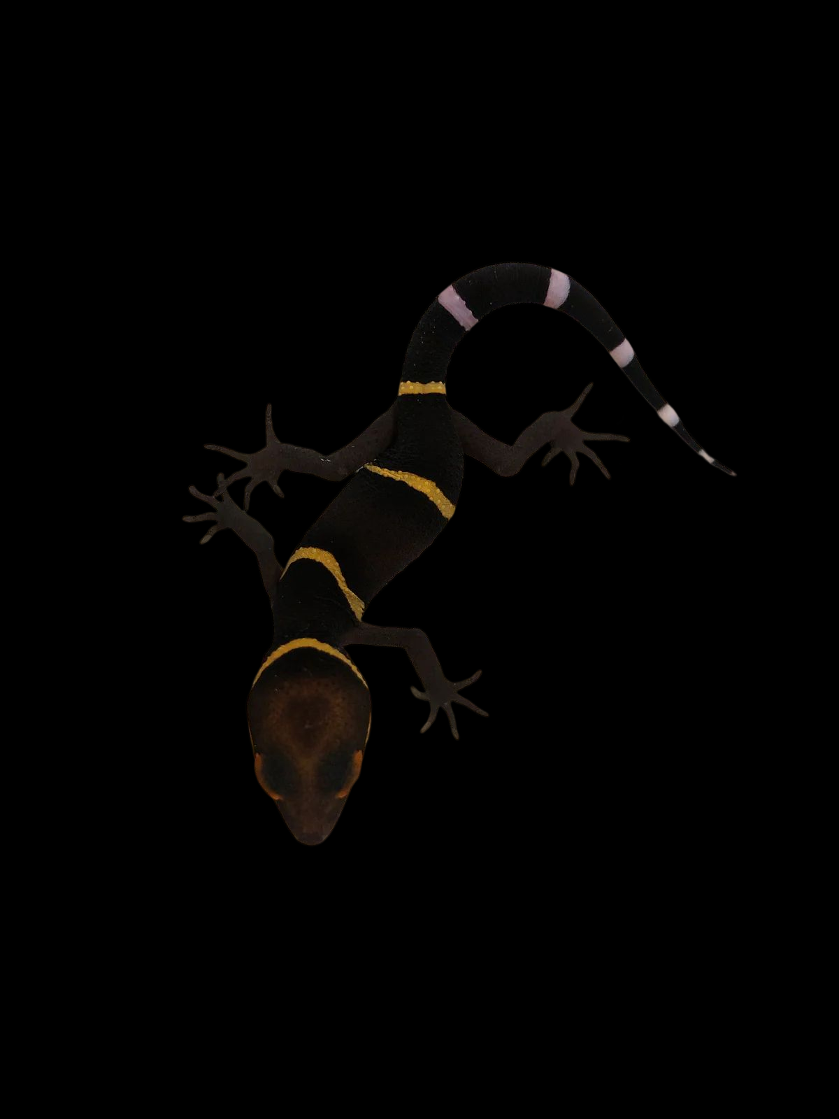 Chinese Cave Gecko (Goniurosaurus hainanensis)