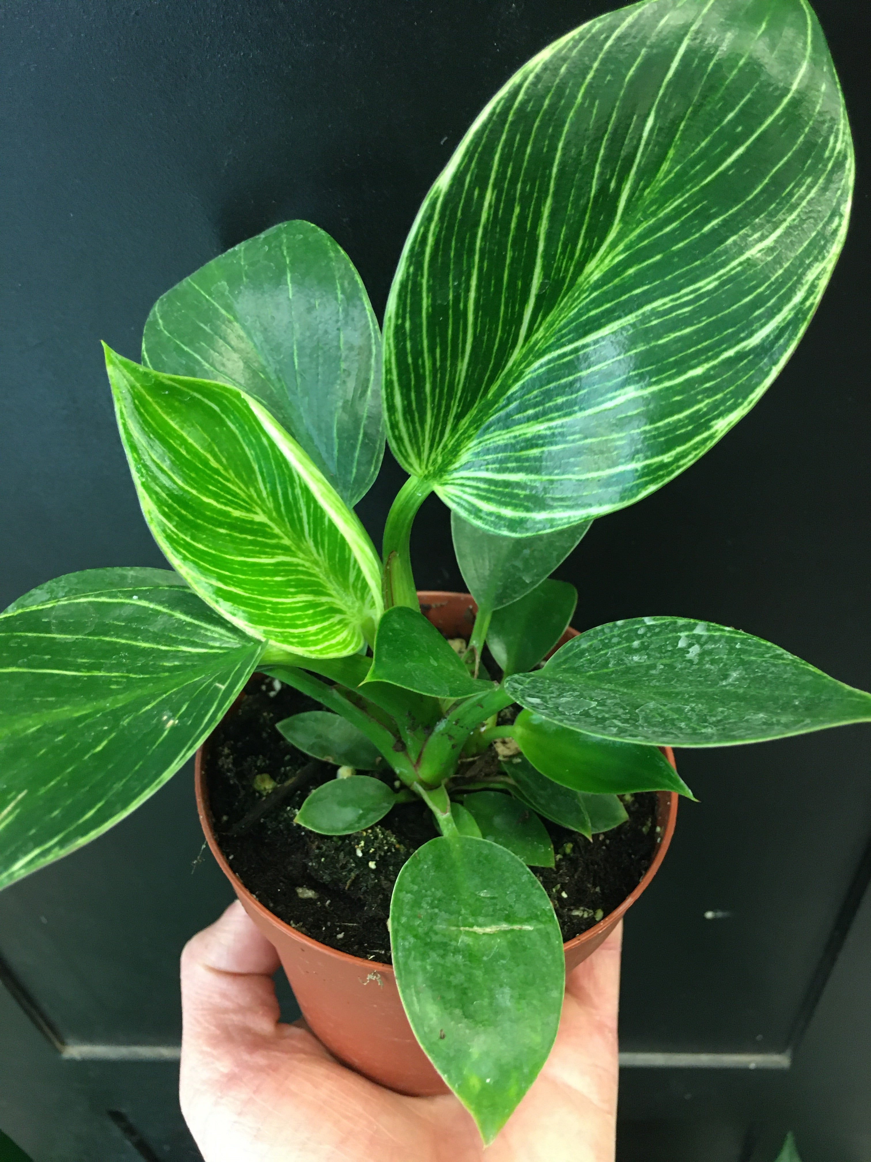 Philodendron 'Birkin'