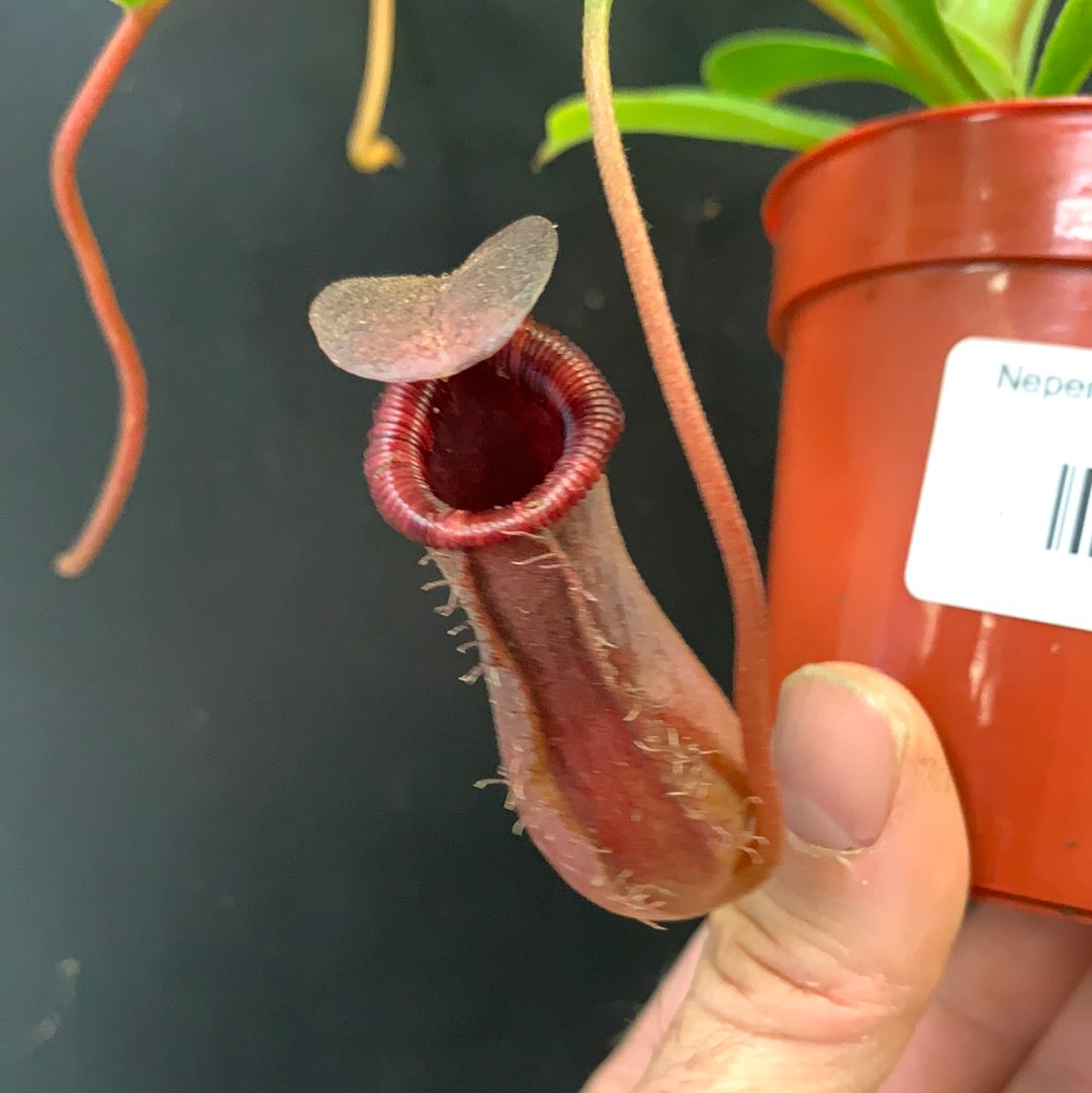 Nepenthes lowii x ventricosa