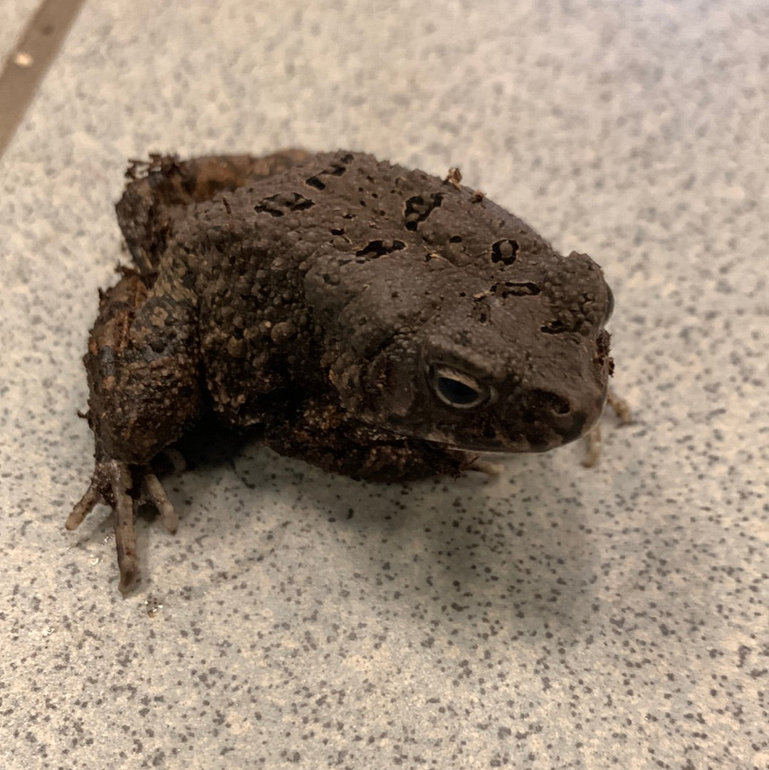 ★Toad★ African Common Toad (Sclerophrys regularis)
