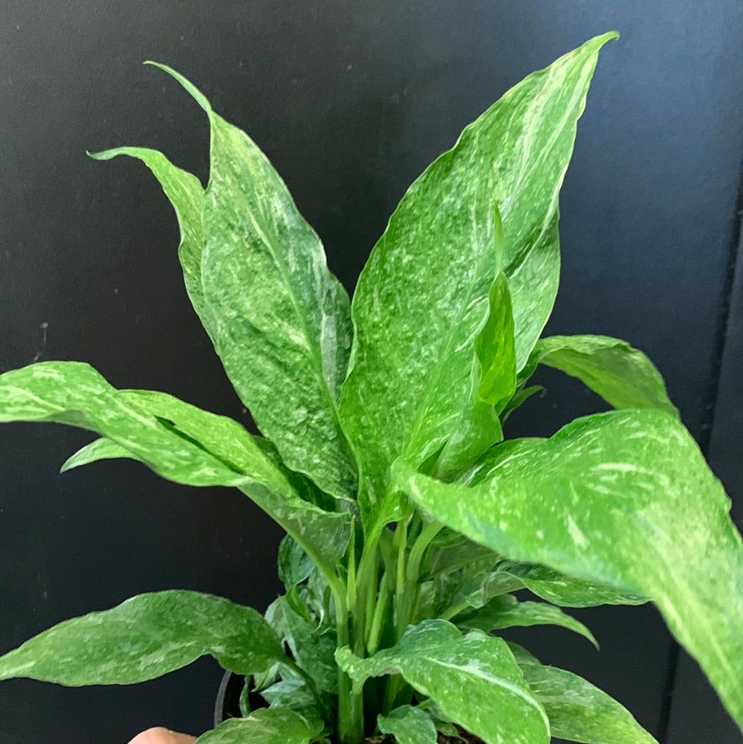 Spathiphyllum Domino