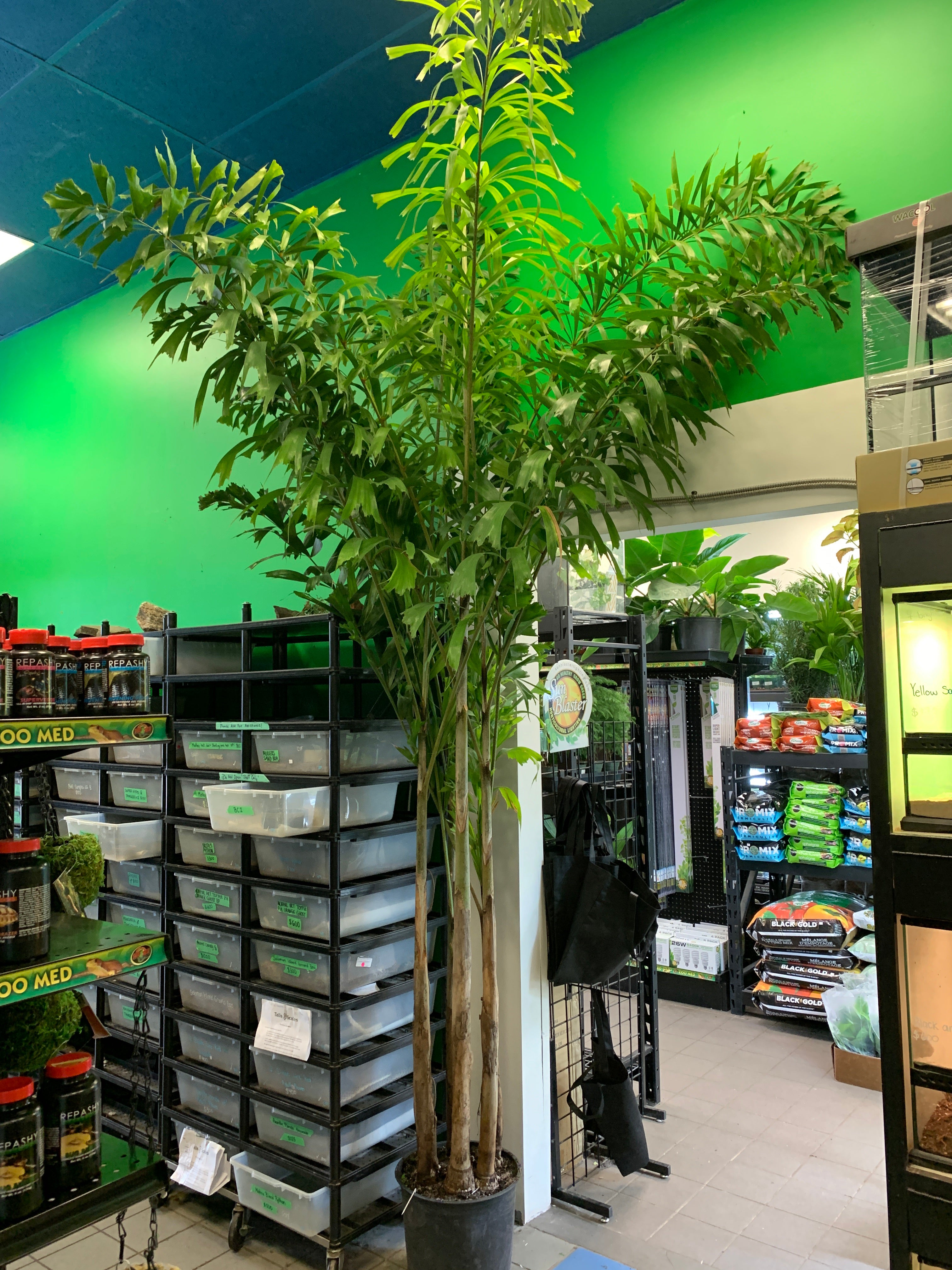 Palmier queue de renard