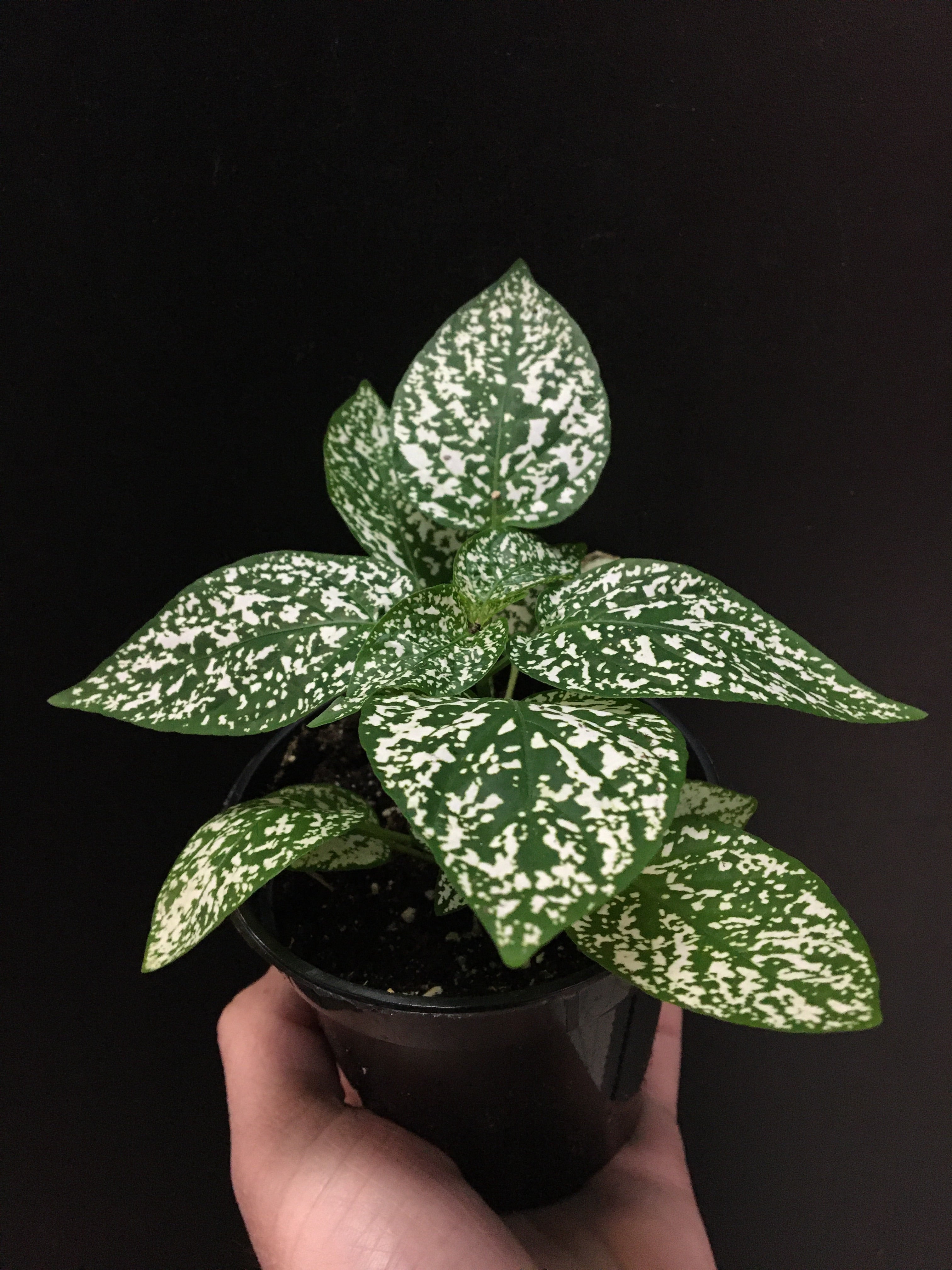 Polka Dot Plant (Hypoestes)