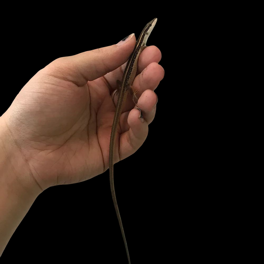 Lézard des herbes à longue queue