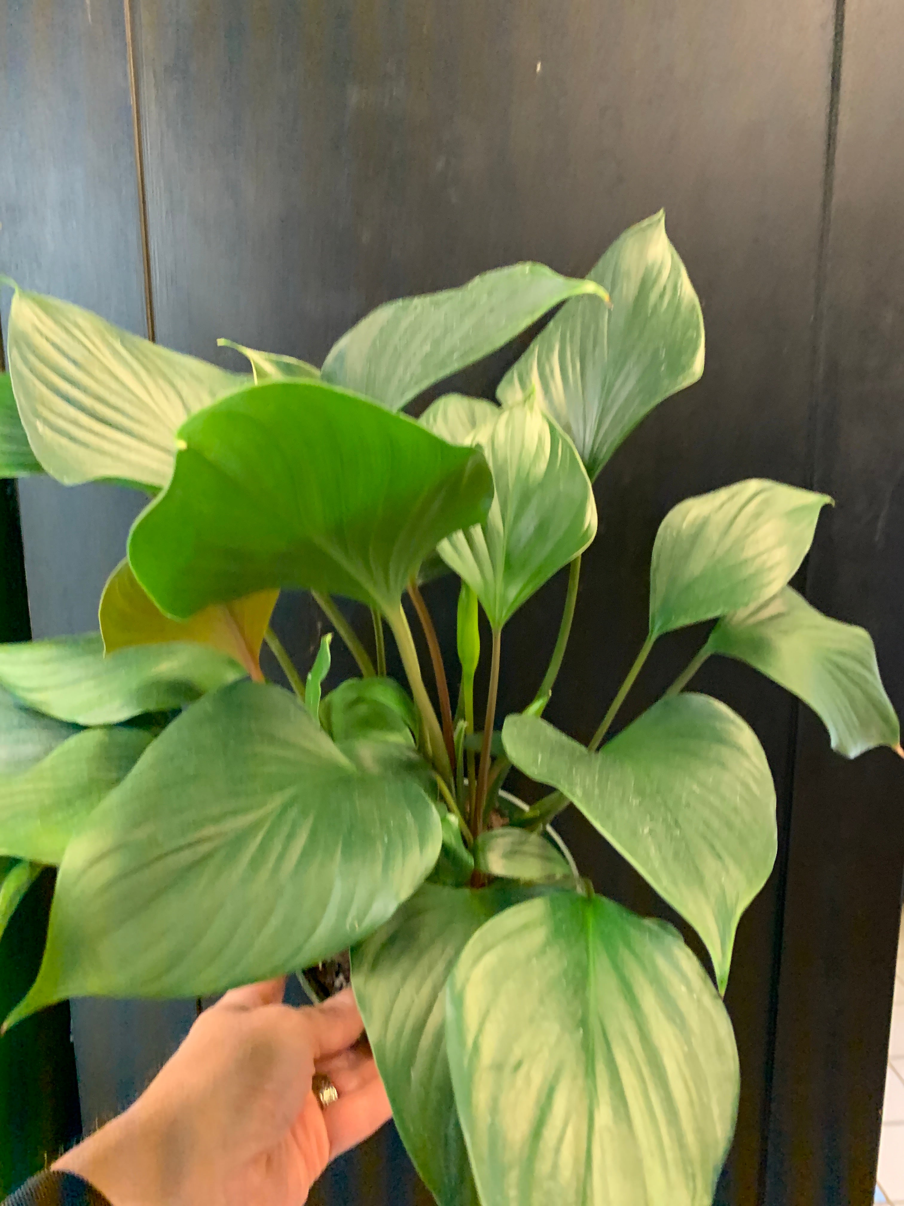 Gemme d'émeraude Homalomena