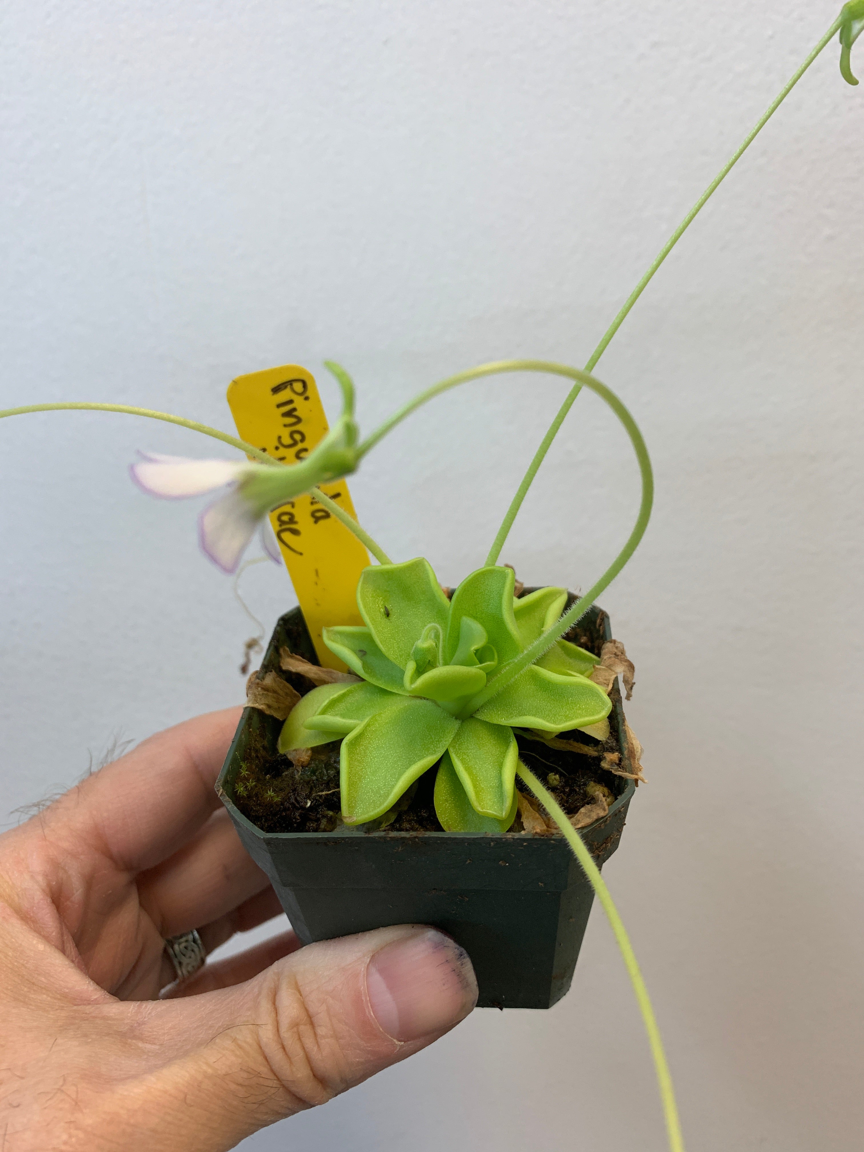 Pinguicula ibarrae