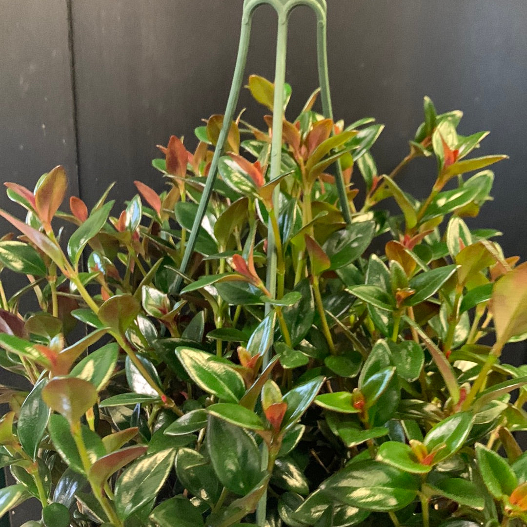 Black & Gold Goldfish Plant