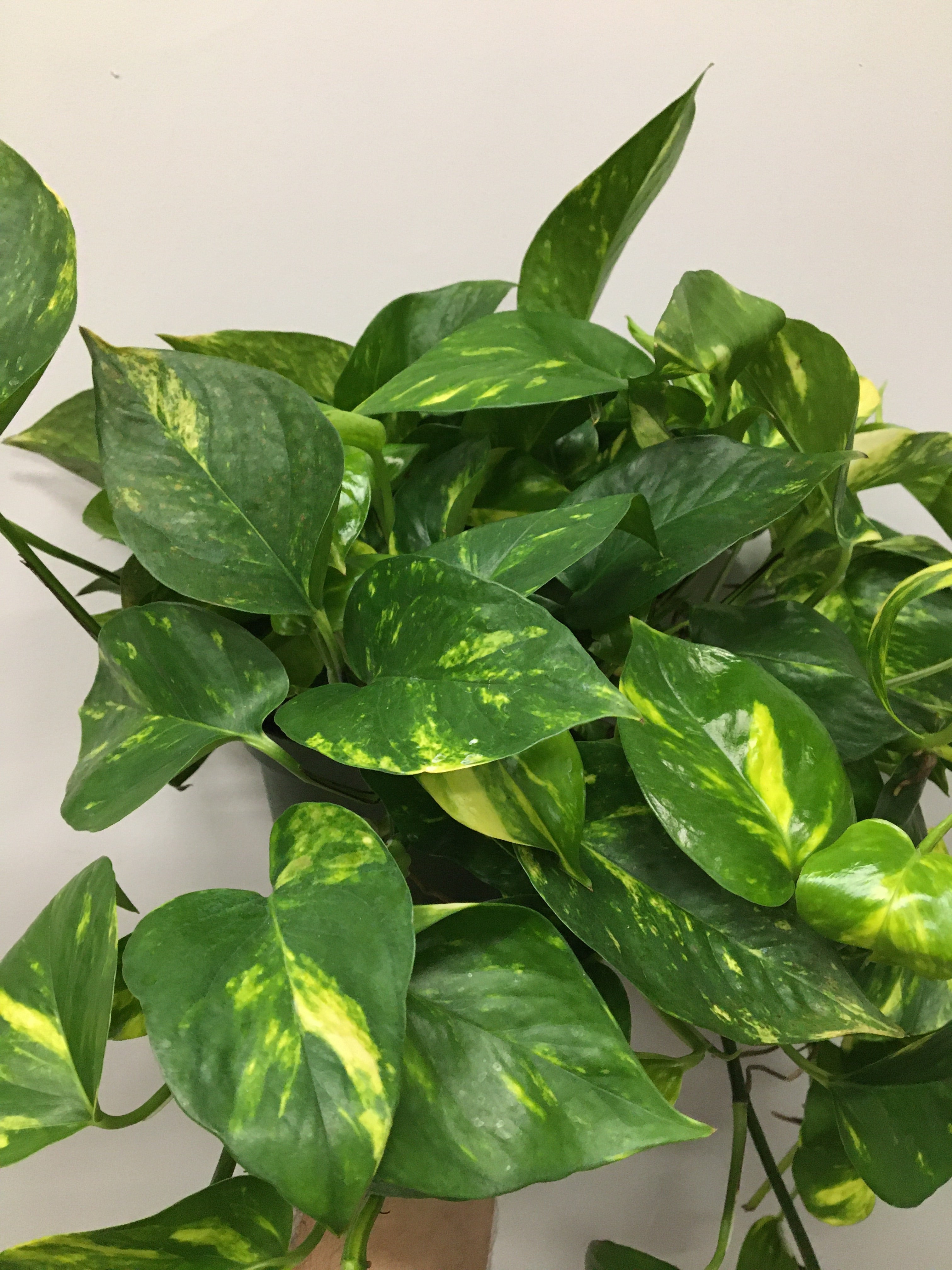 Golden Pothos