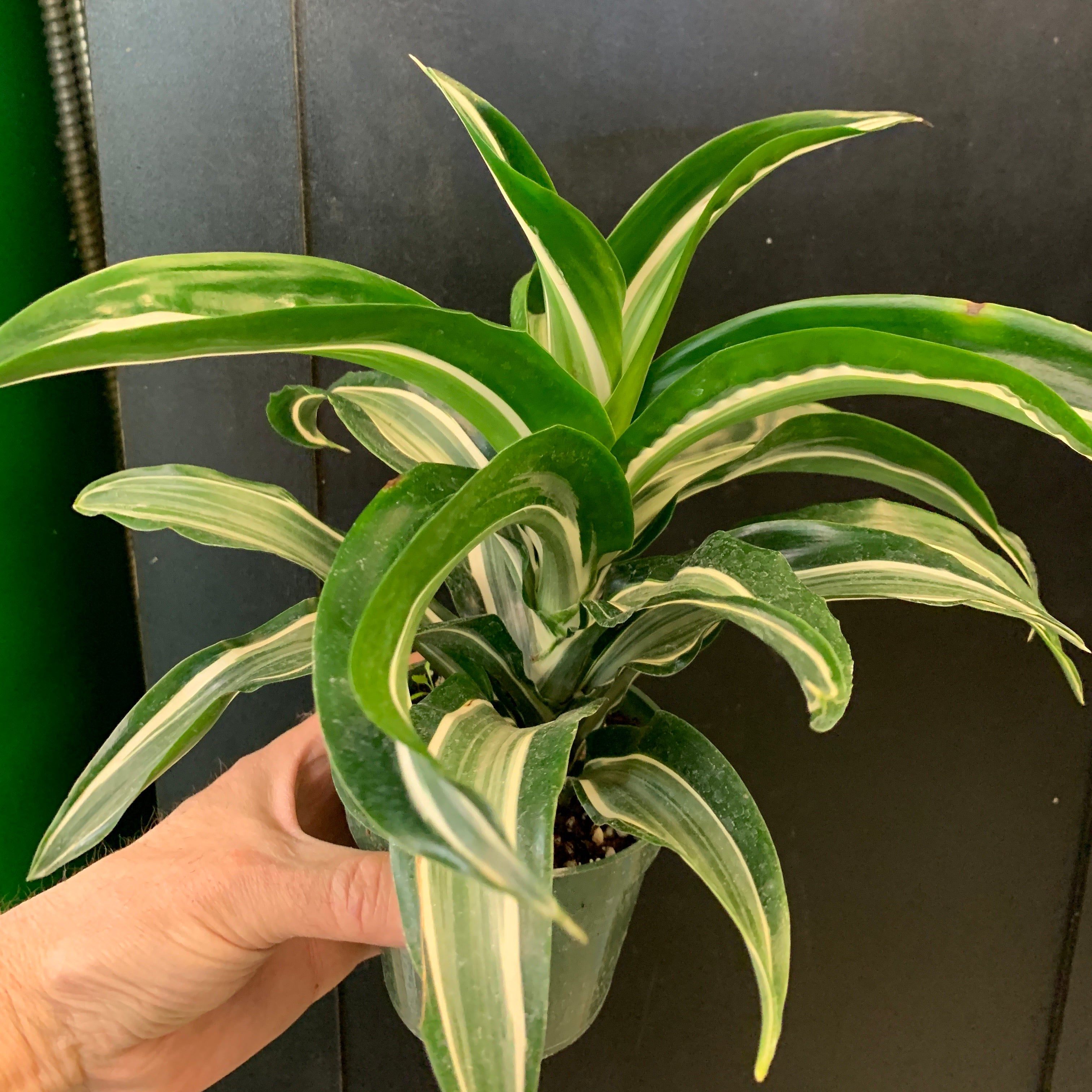Dracaena Jade Jewel