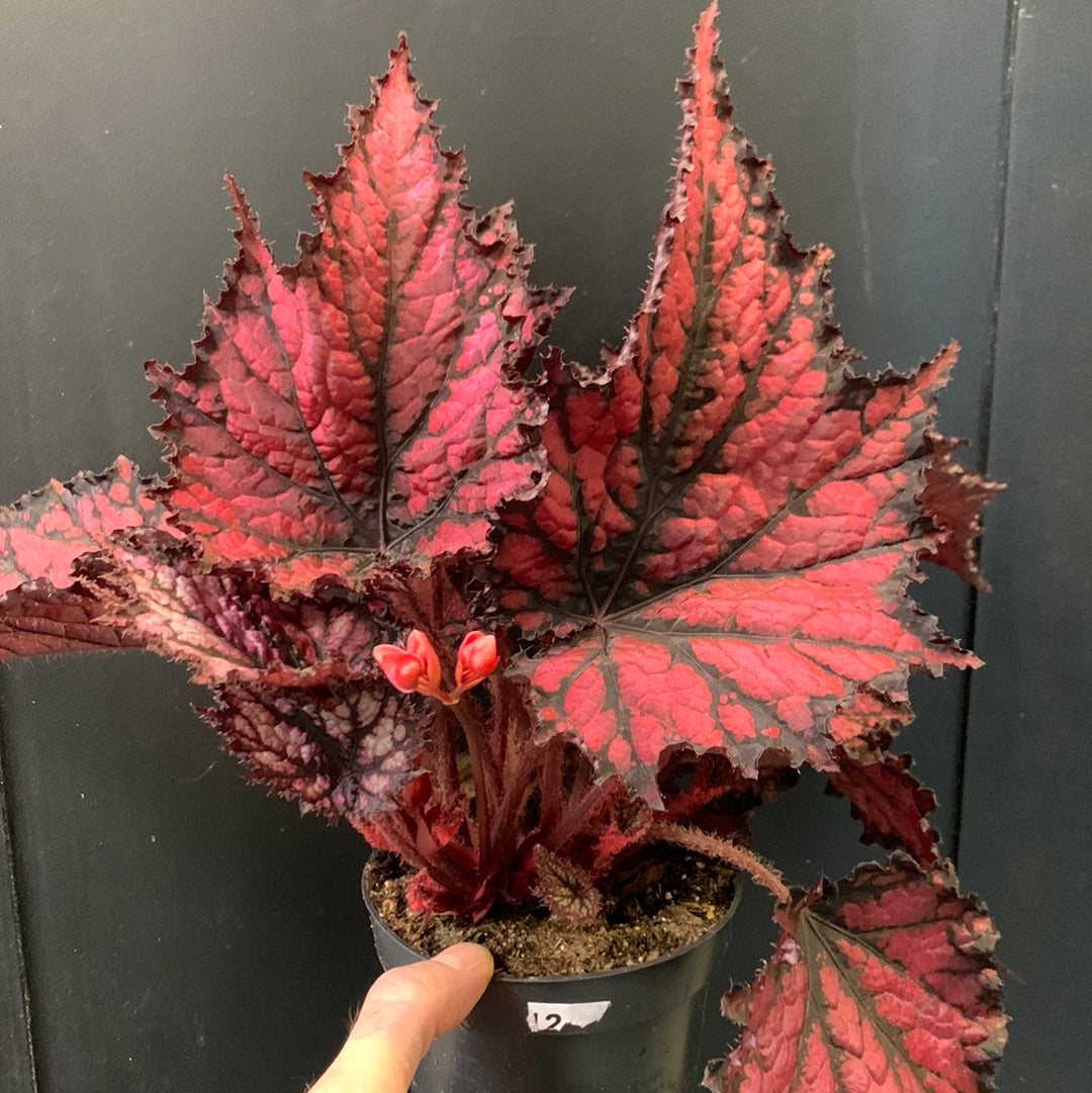Begonia Rex Fire Spike