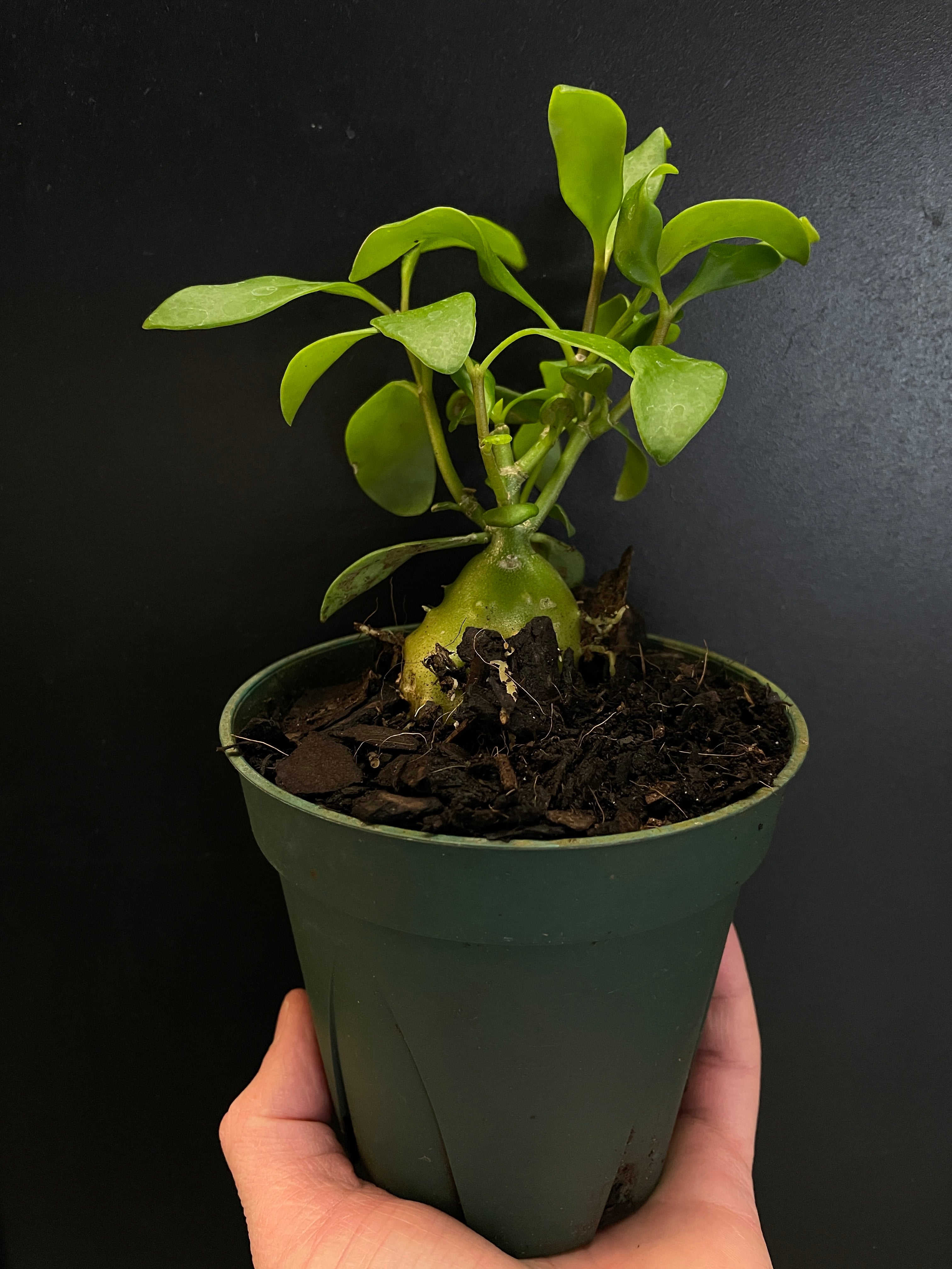 Hydnophytum papuanum