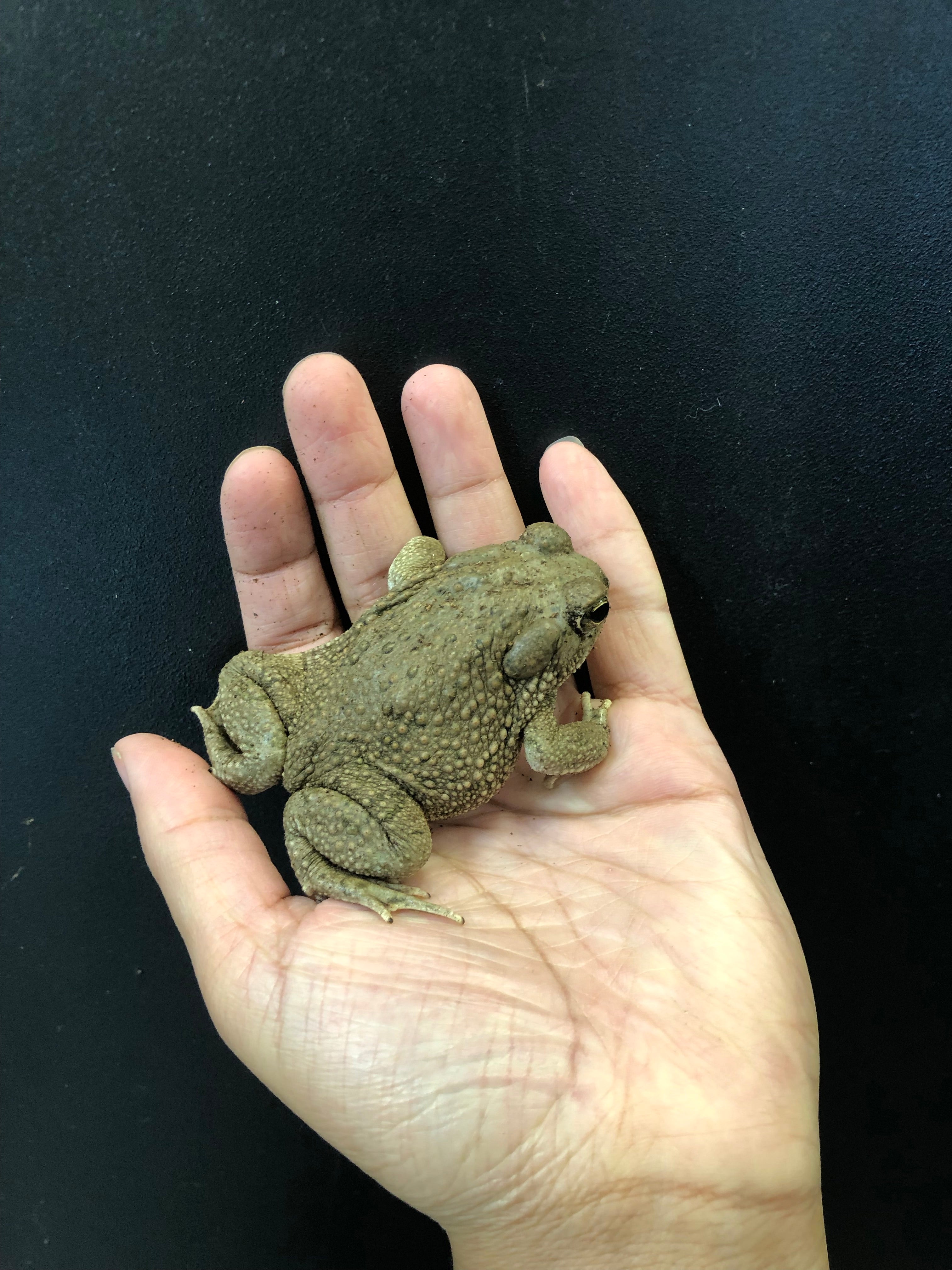 Texas Toad (Anaxyrus speciosus)