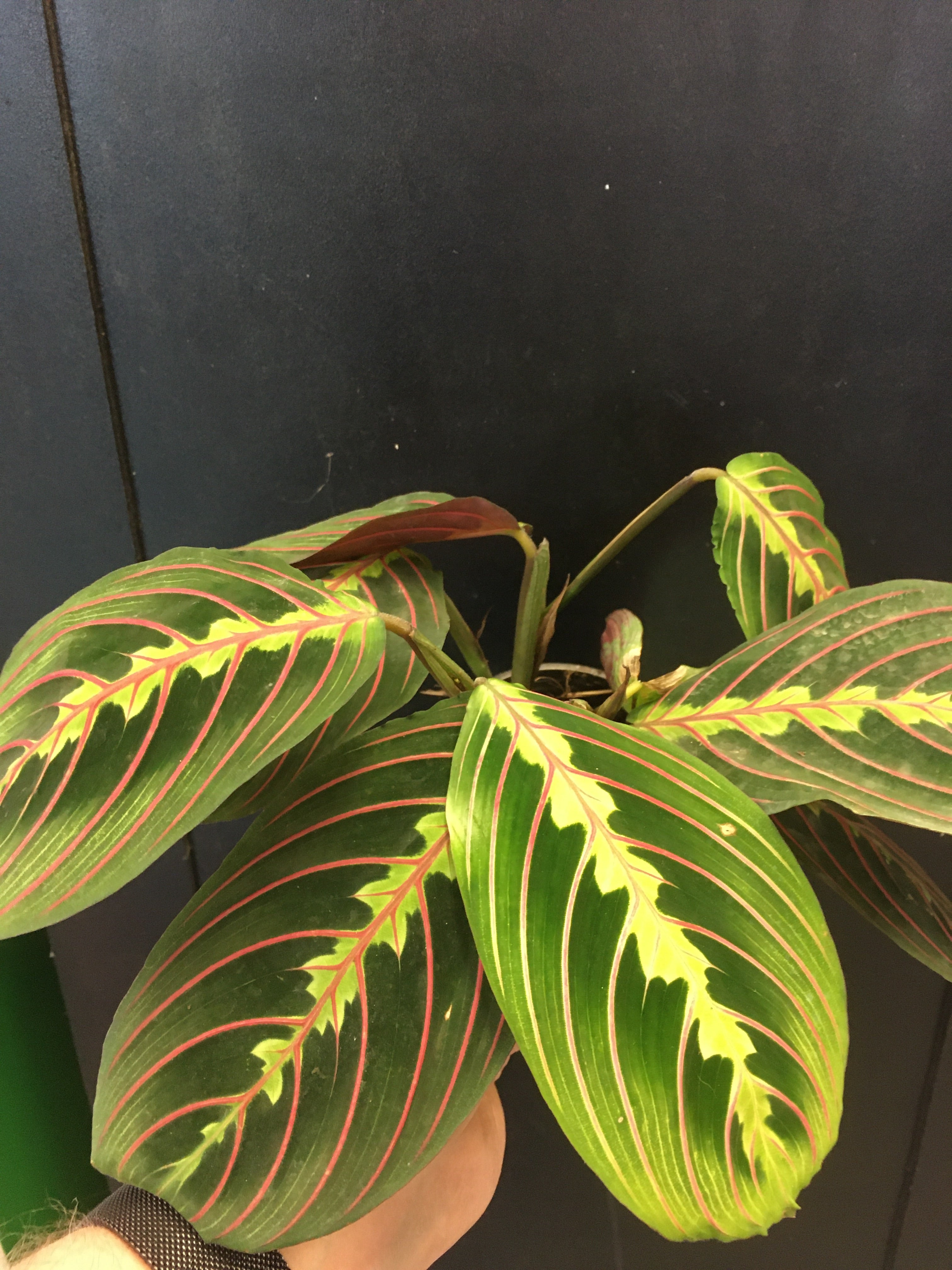 Plante de prière rouge