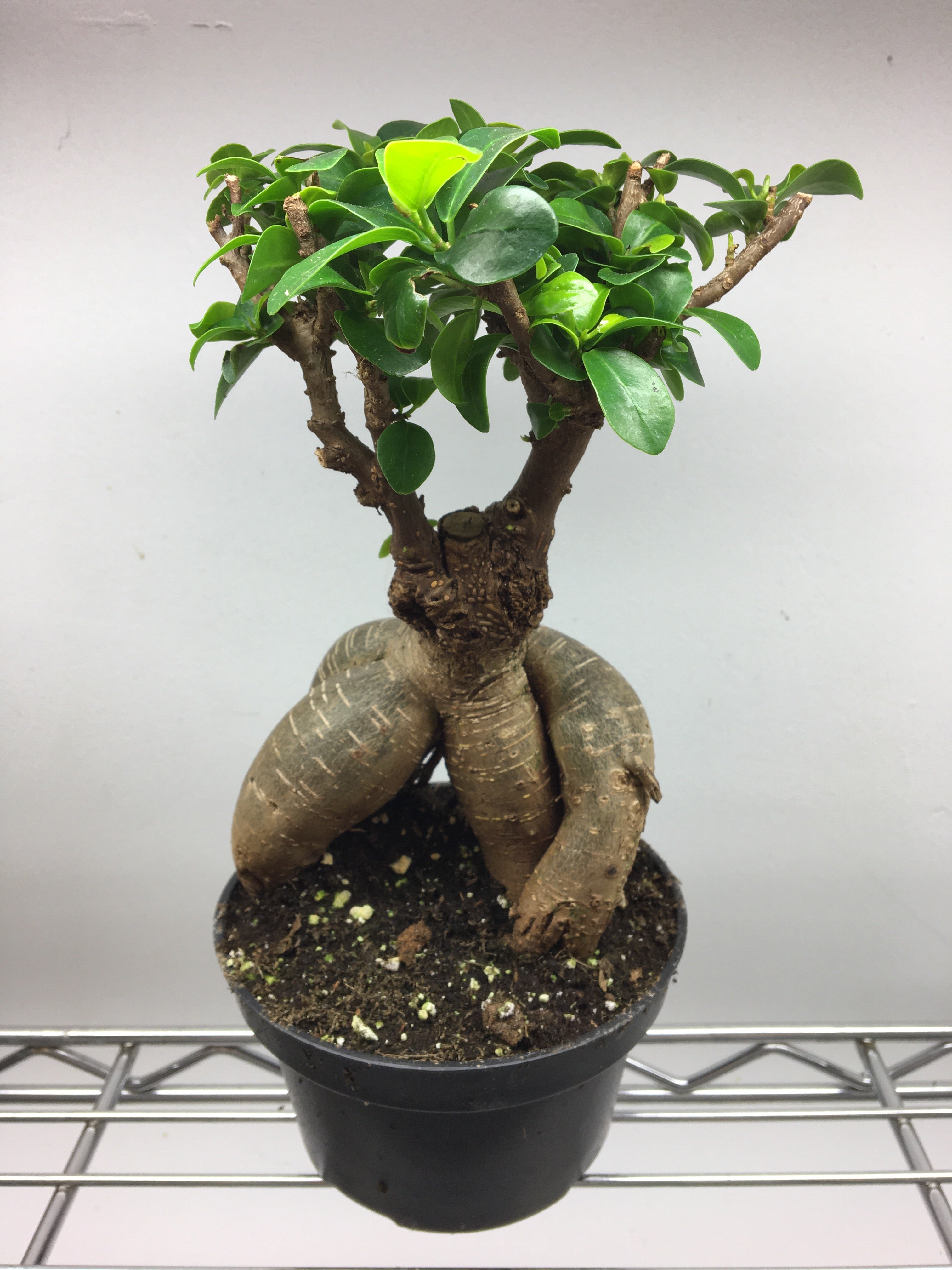 Ficus retusa
