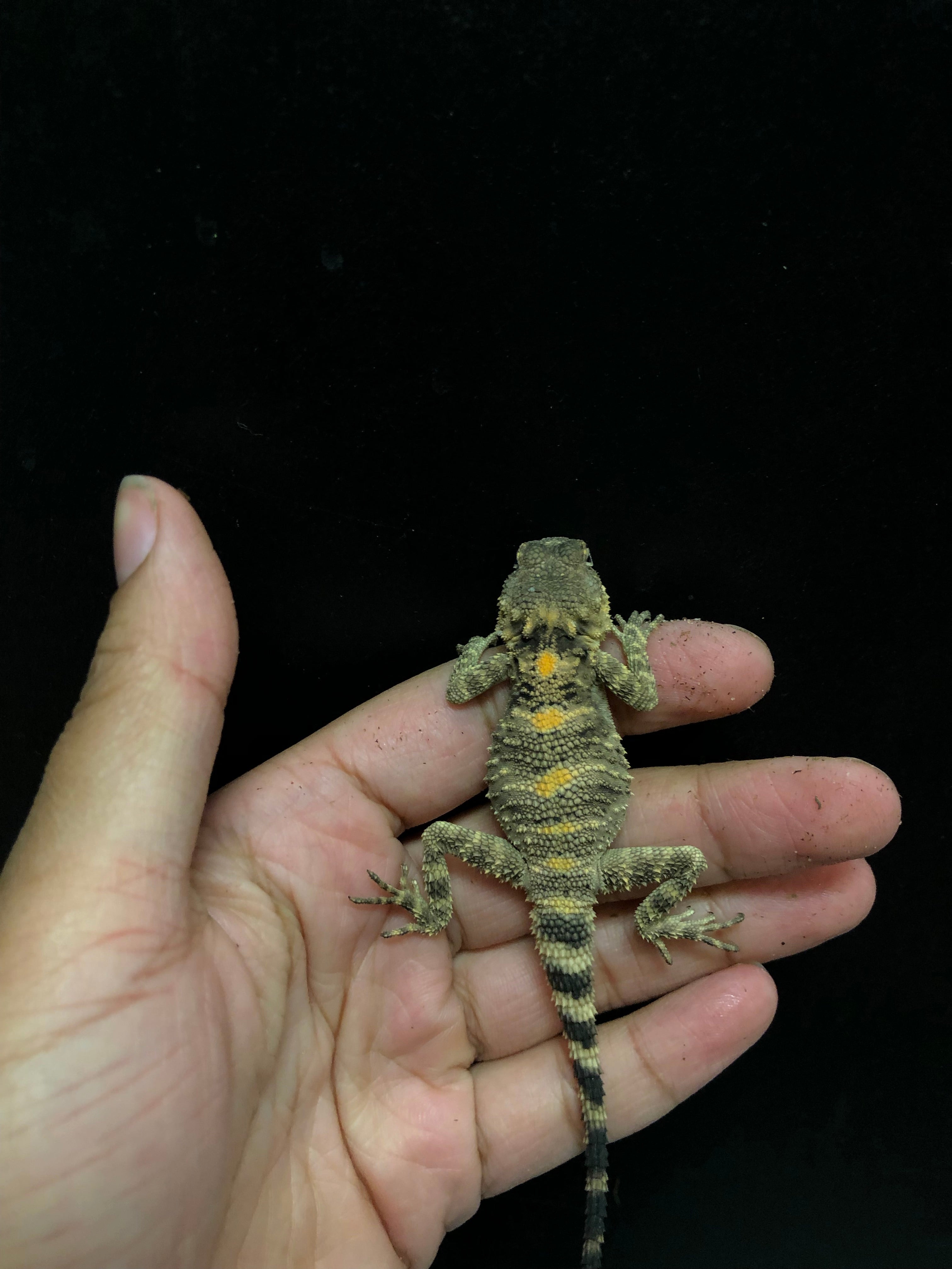 Painted Agama (Laudakia stellio)