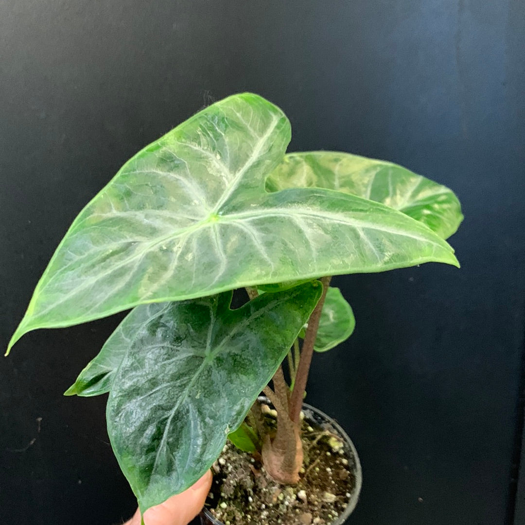 Alocasia Ivory Coast