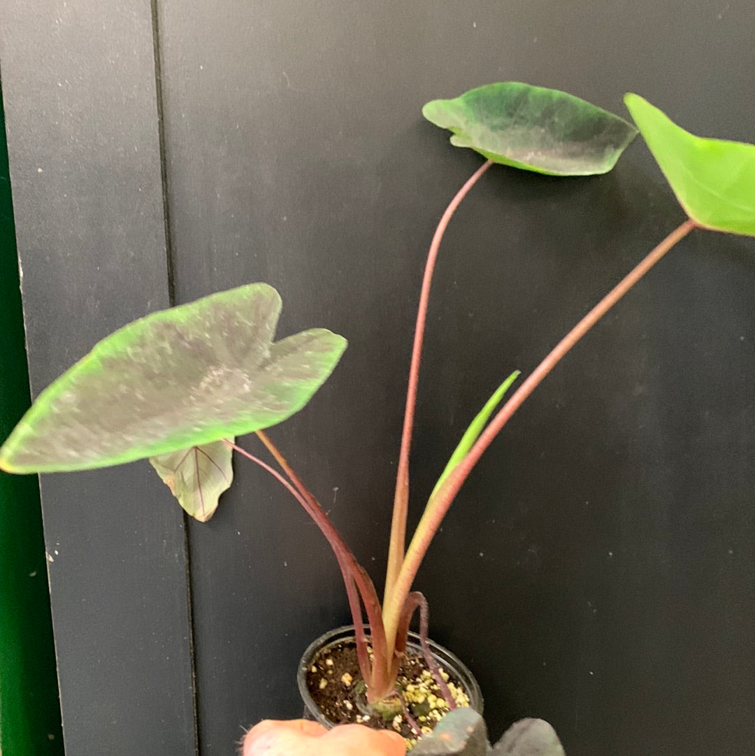 Soirée thé Colocasia