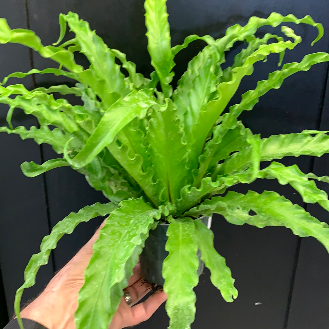 Fougère nid d'oiseau japonaise Osaka