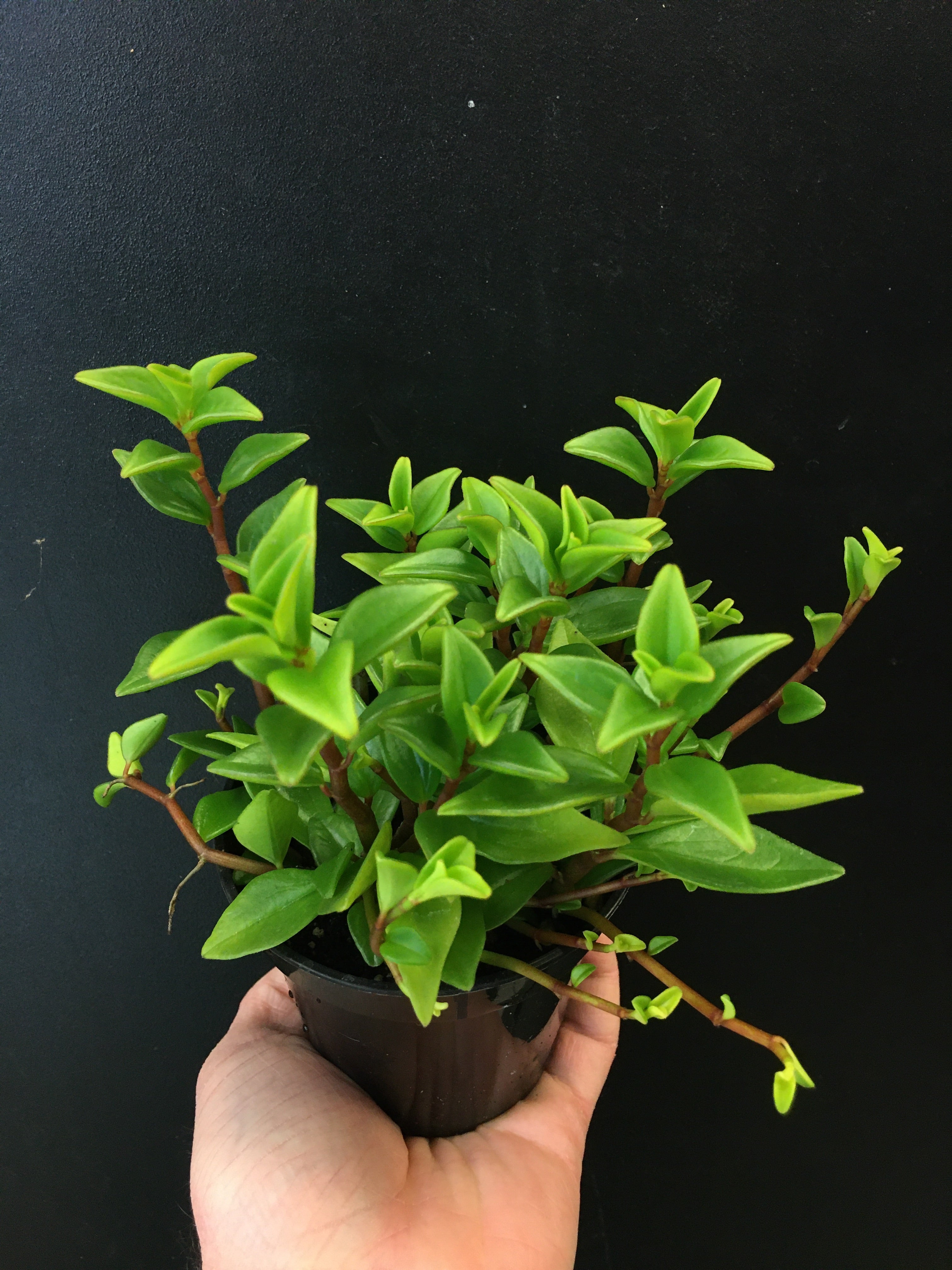 Peperomia 'Amigo Marcello'