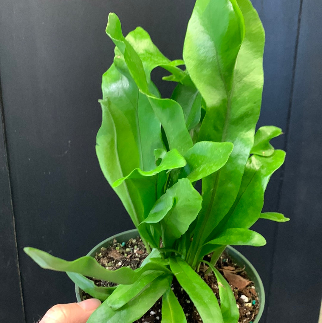 Microsorum punctatum Elkhorn