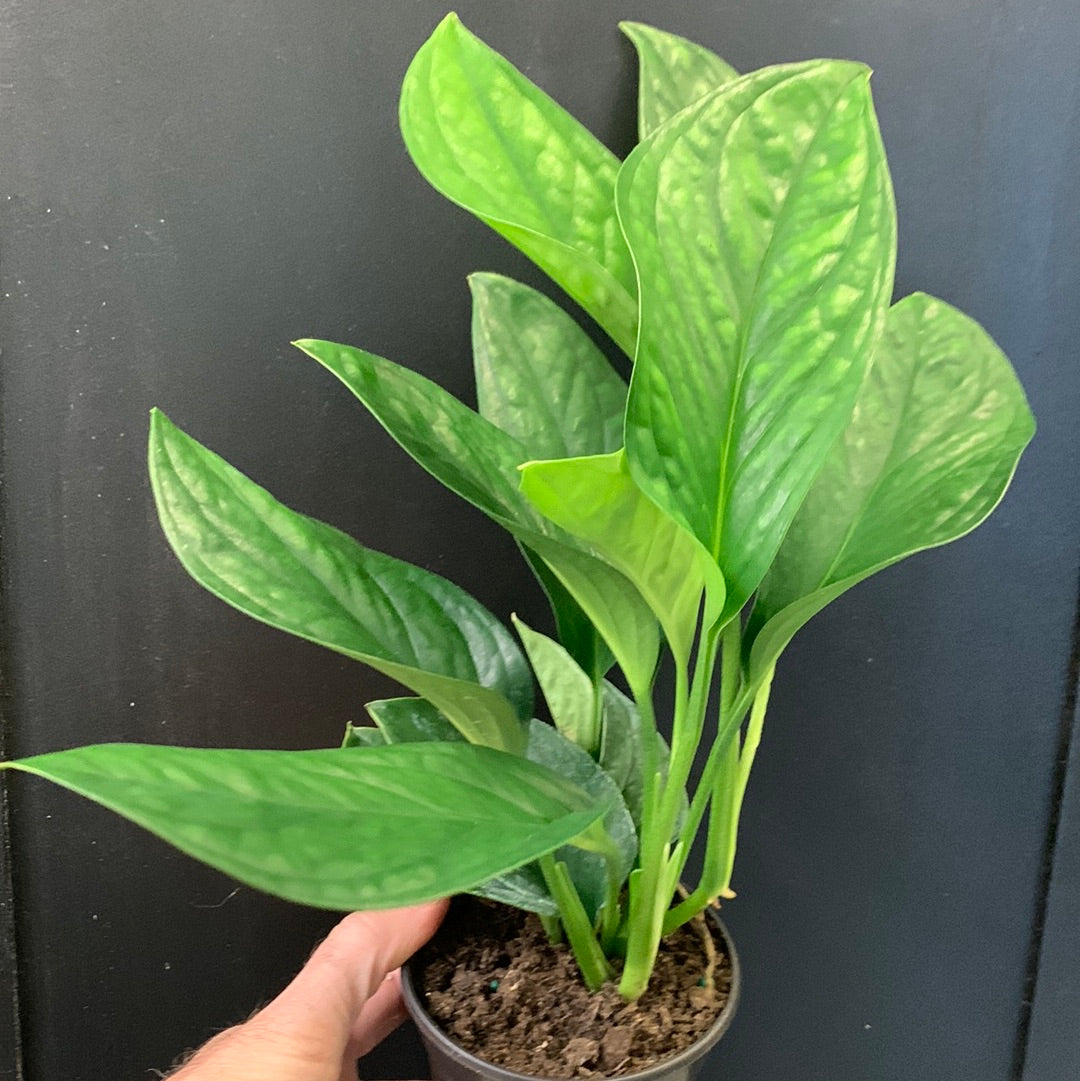 monstera siam plant Monstera Siam
