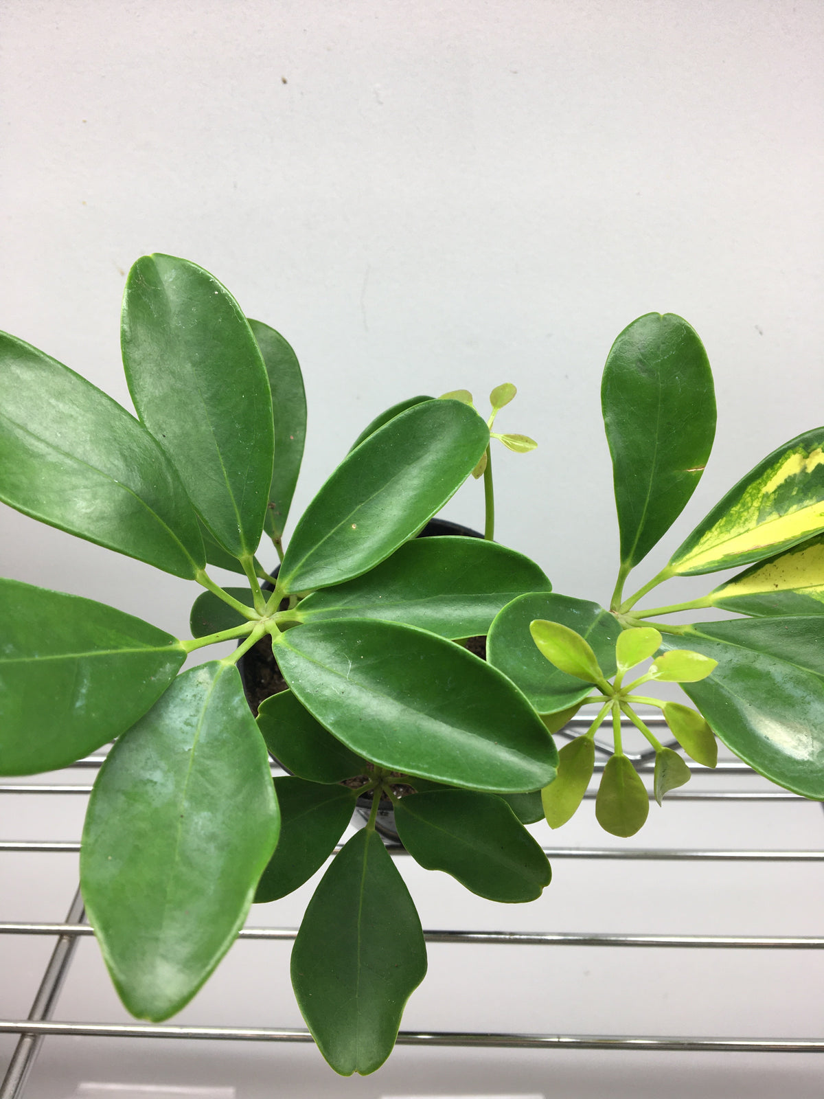 Schefflera arboricola (panaché)